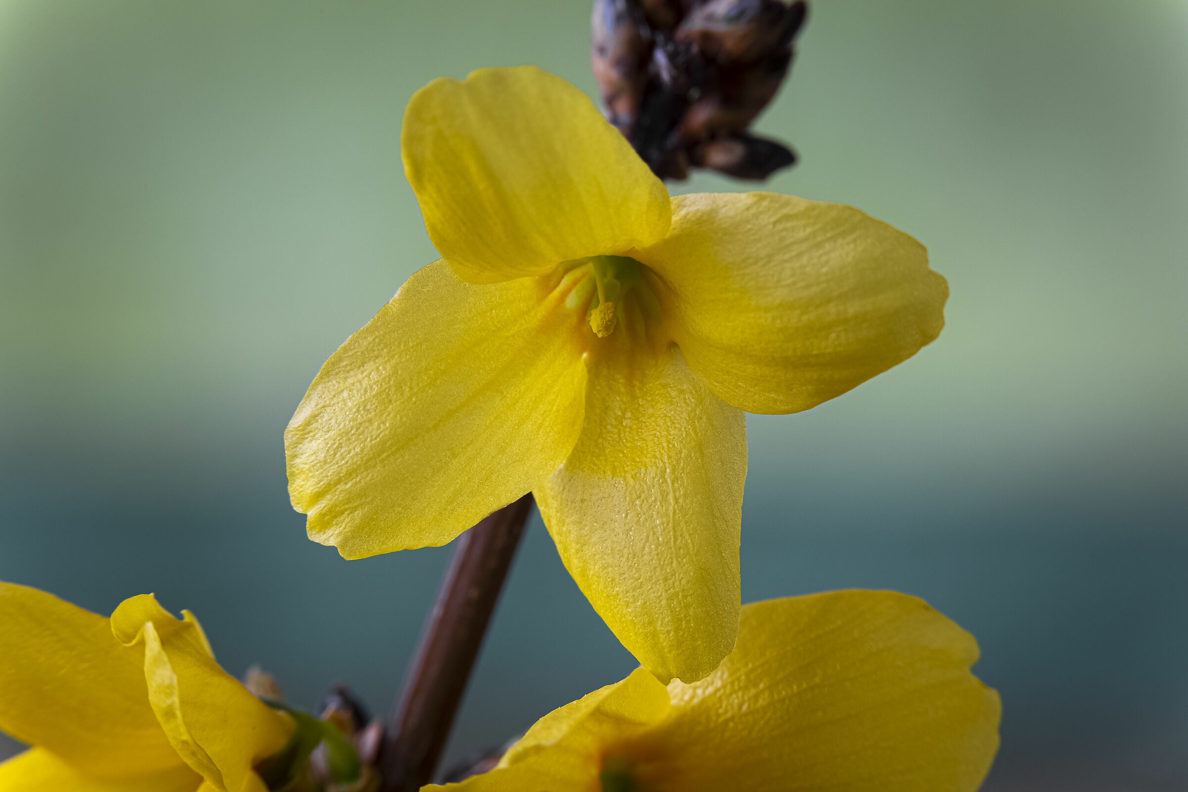 Macro tests in times of crisis