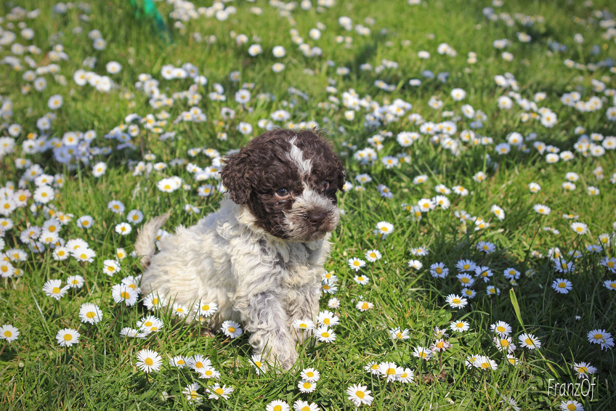 cucciolo di Lagotto Romagnolo
