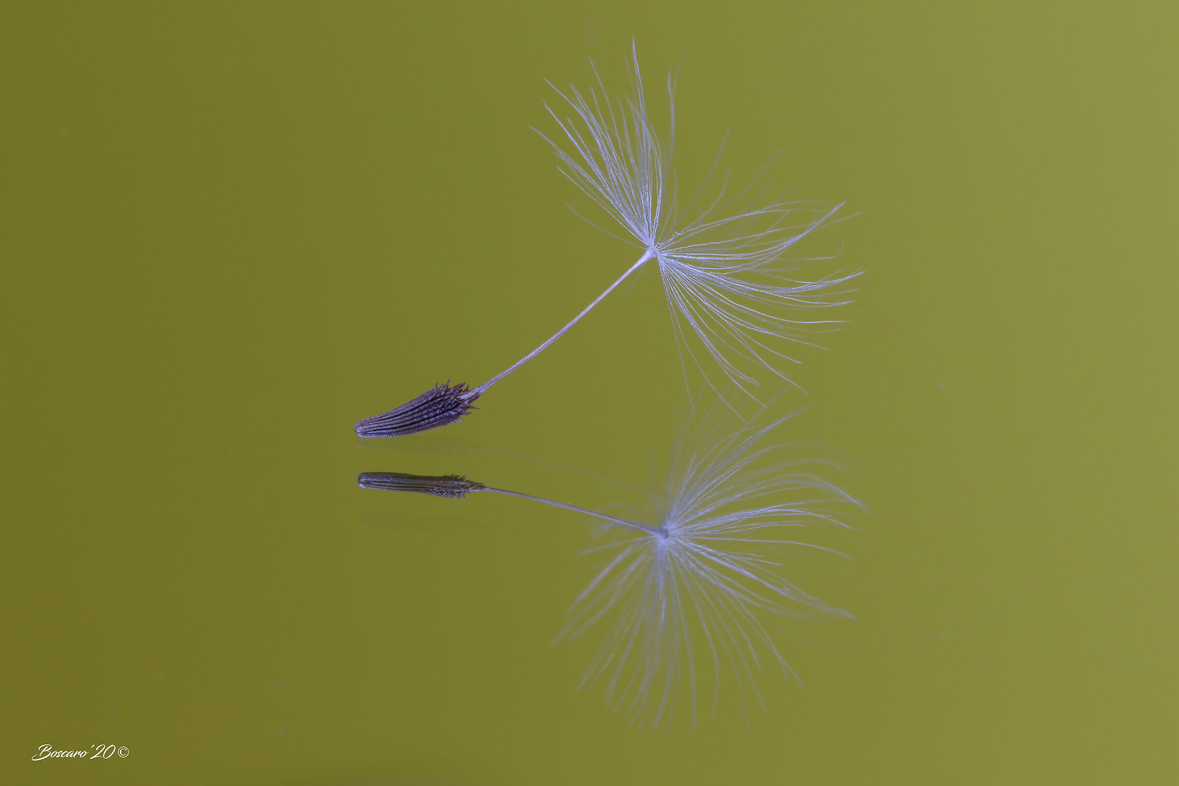 Seed of blower in the mirror