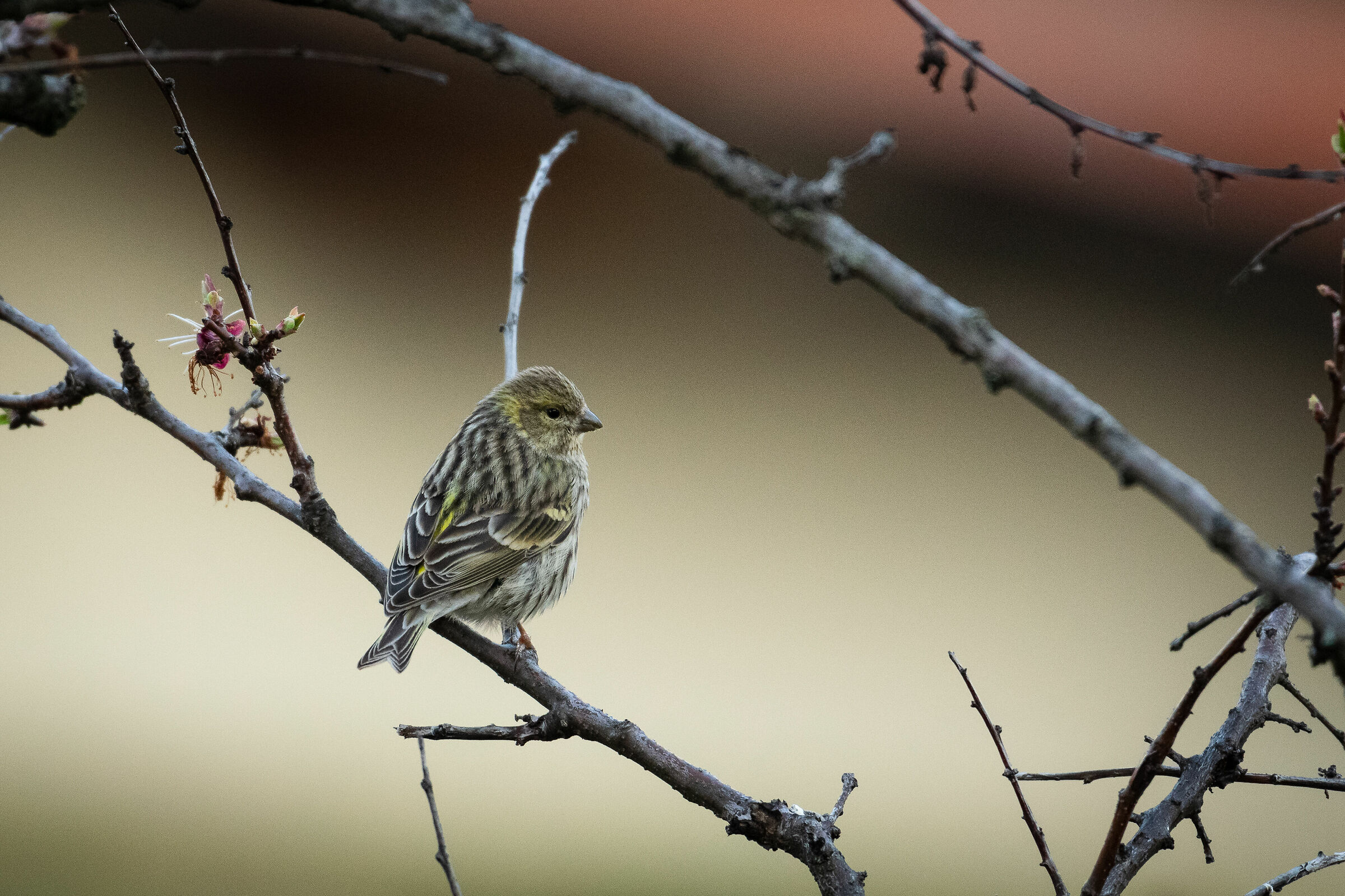 Lucherino o Verzellino?