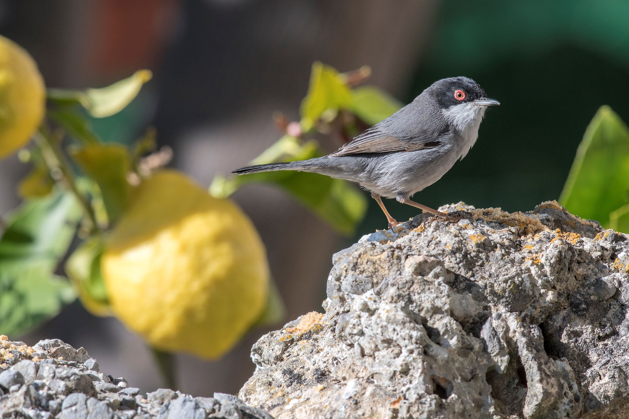 Occhiocotto al limone