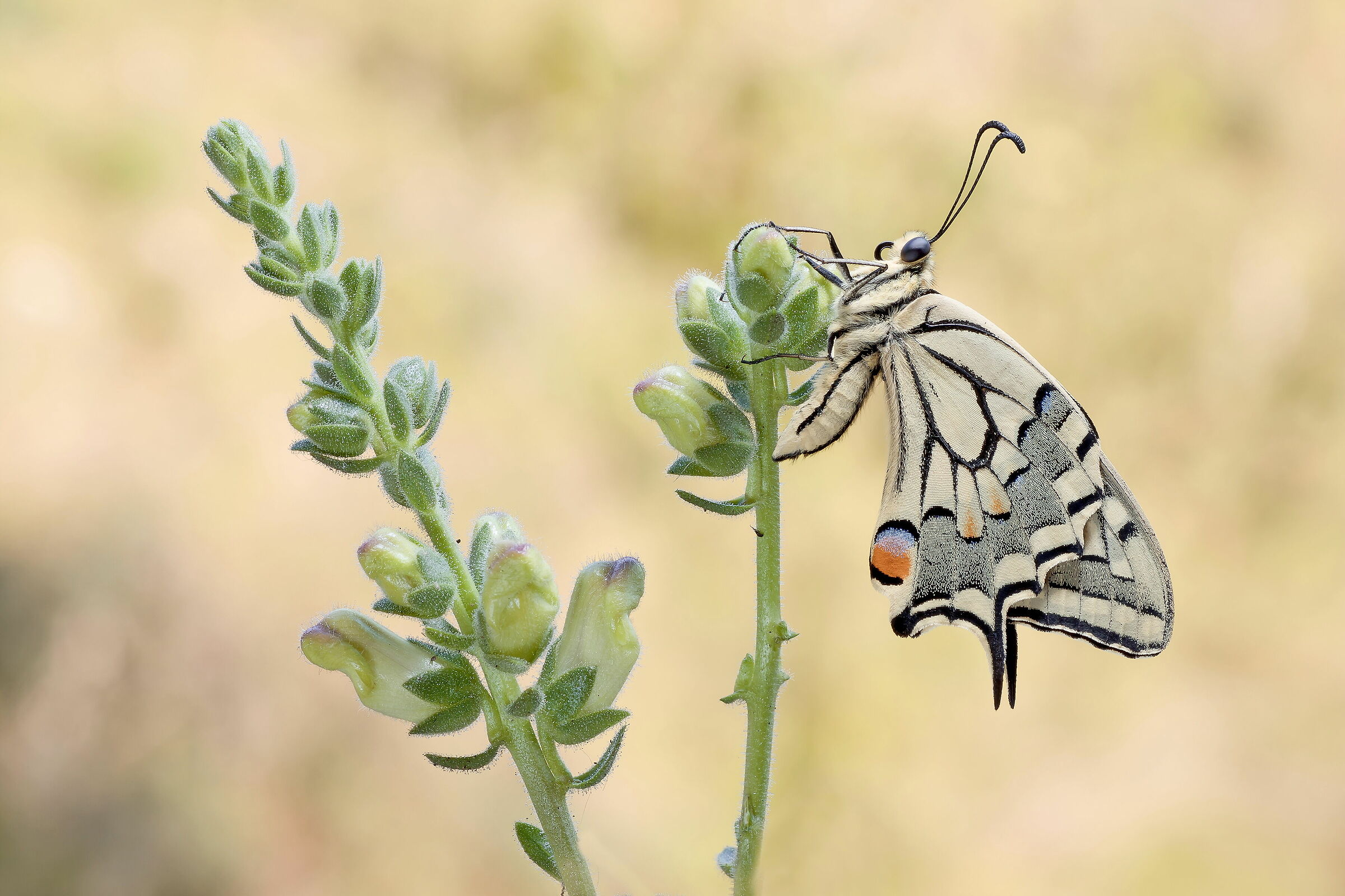 Papilio machaon.