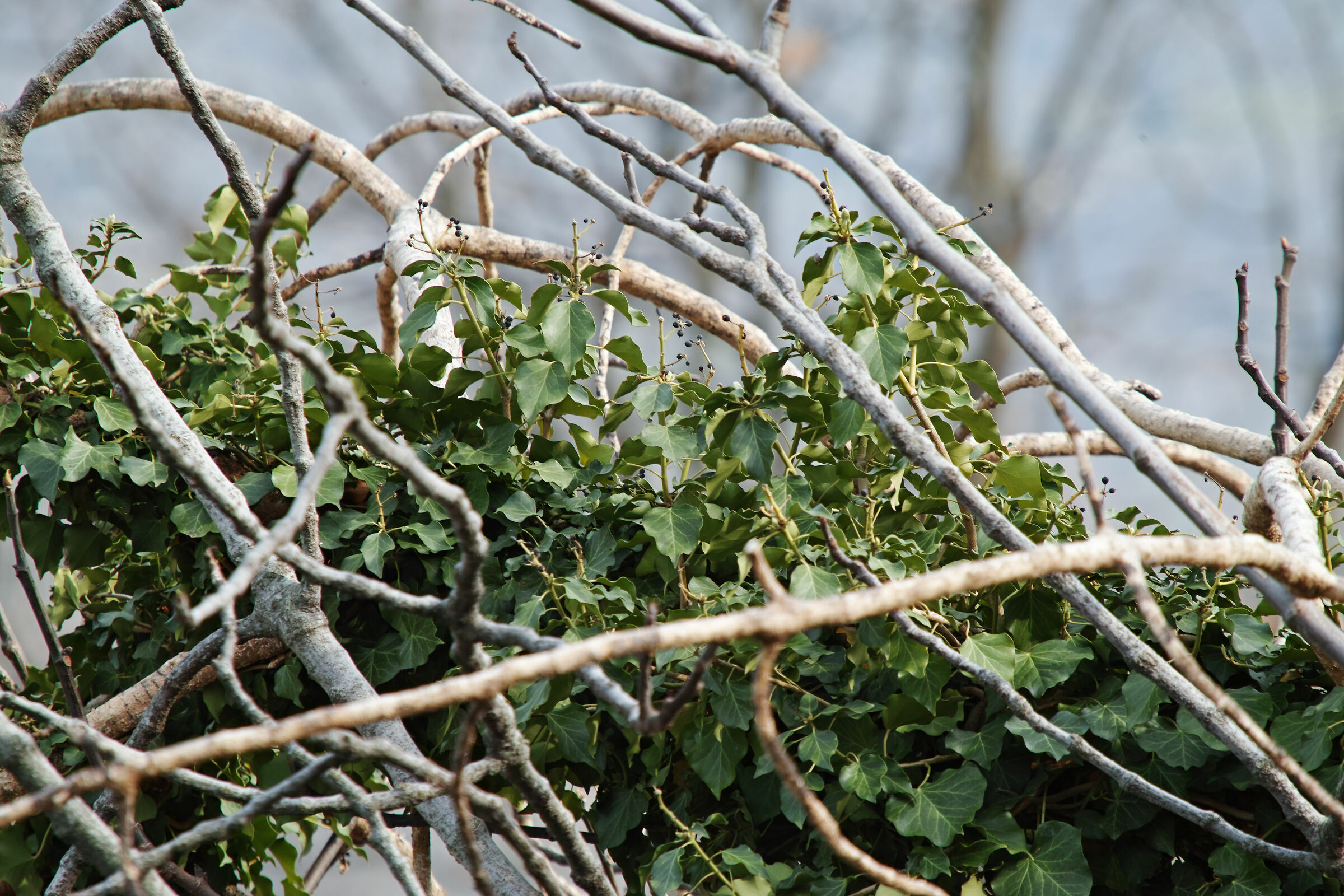 test 50-150 EX OS-ISO 100 no Binning