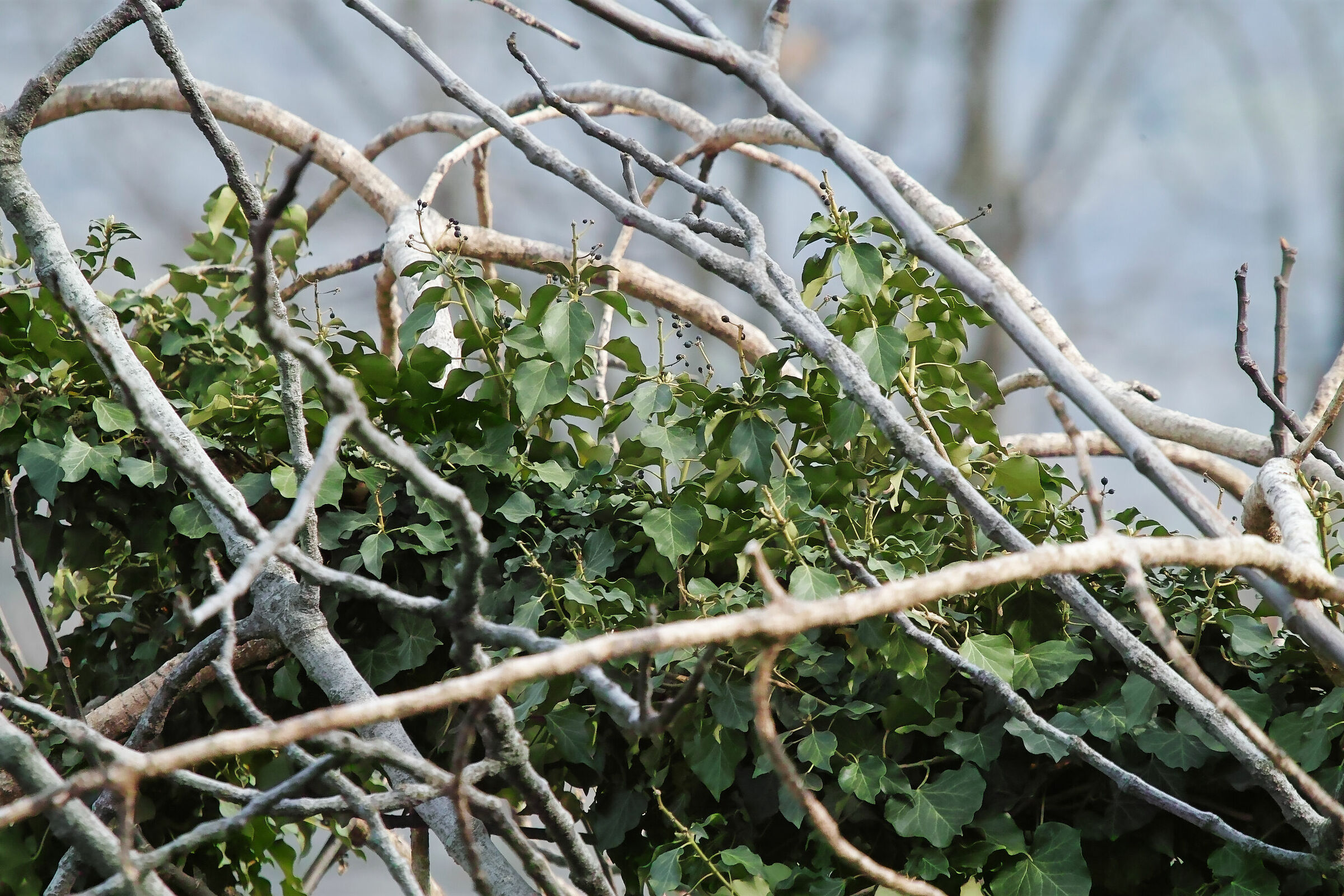 test 50-150 EX OS-ISO 800 si Binning