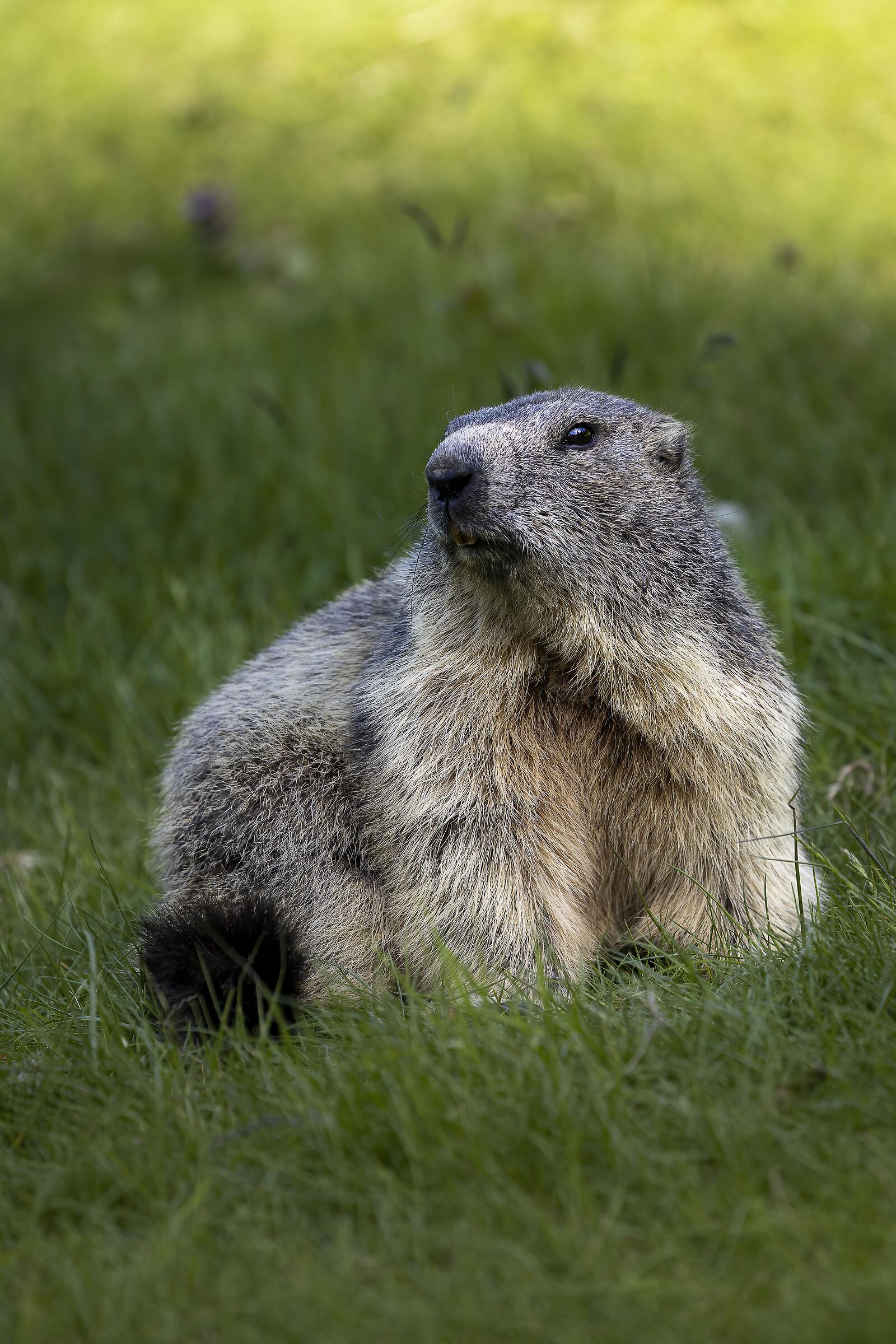 Marmot