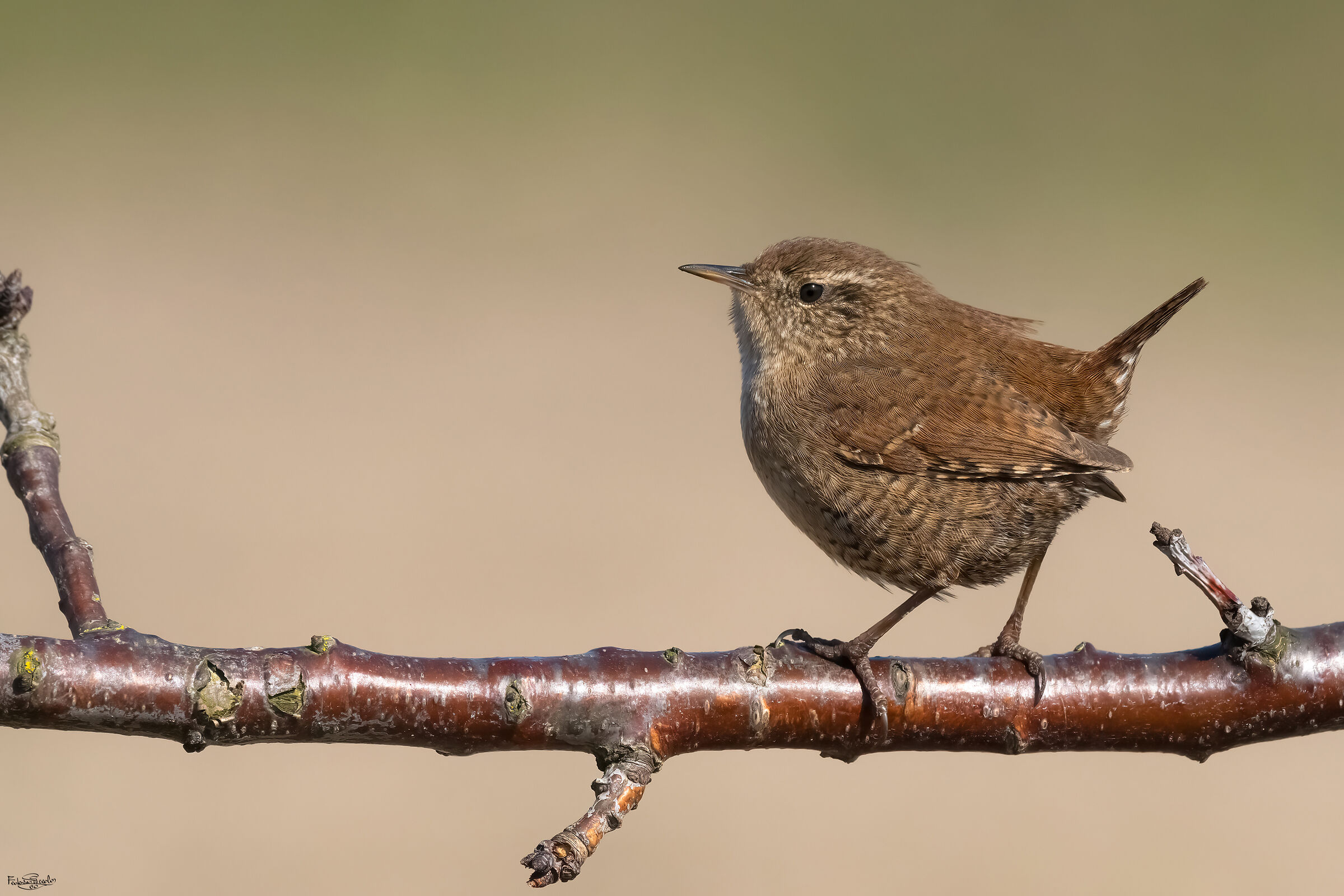 Wren