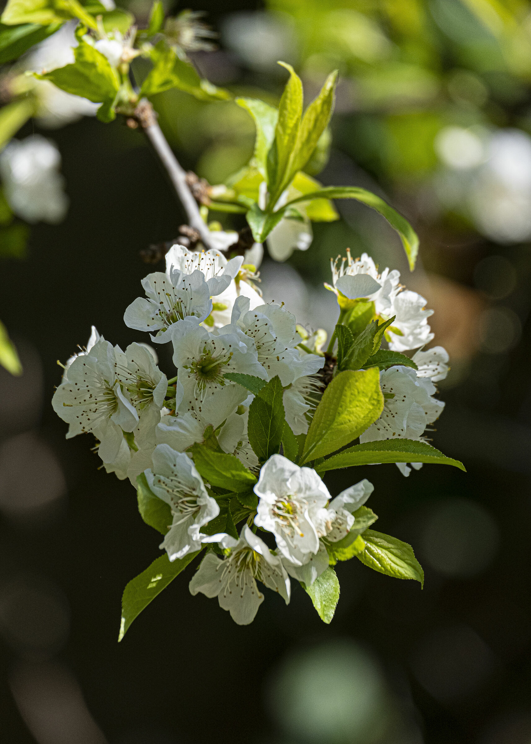 the spring of the garden