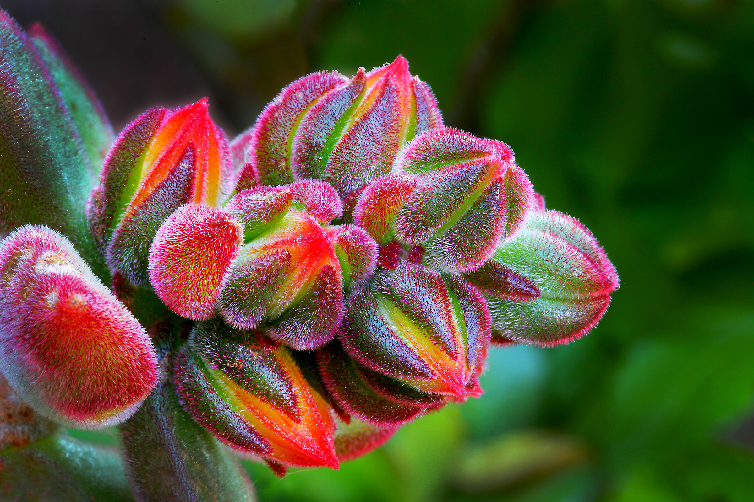 Pulvinata Echeveria Flower