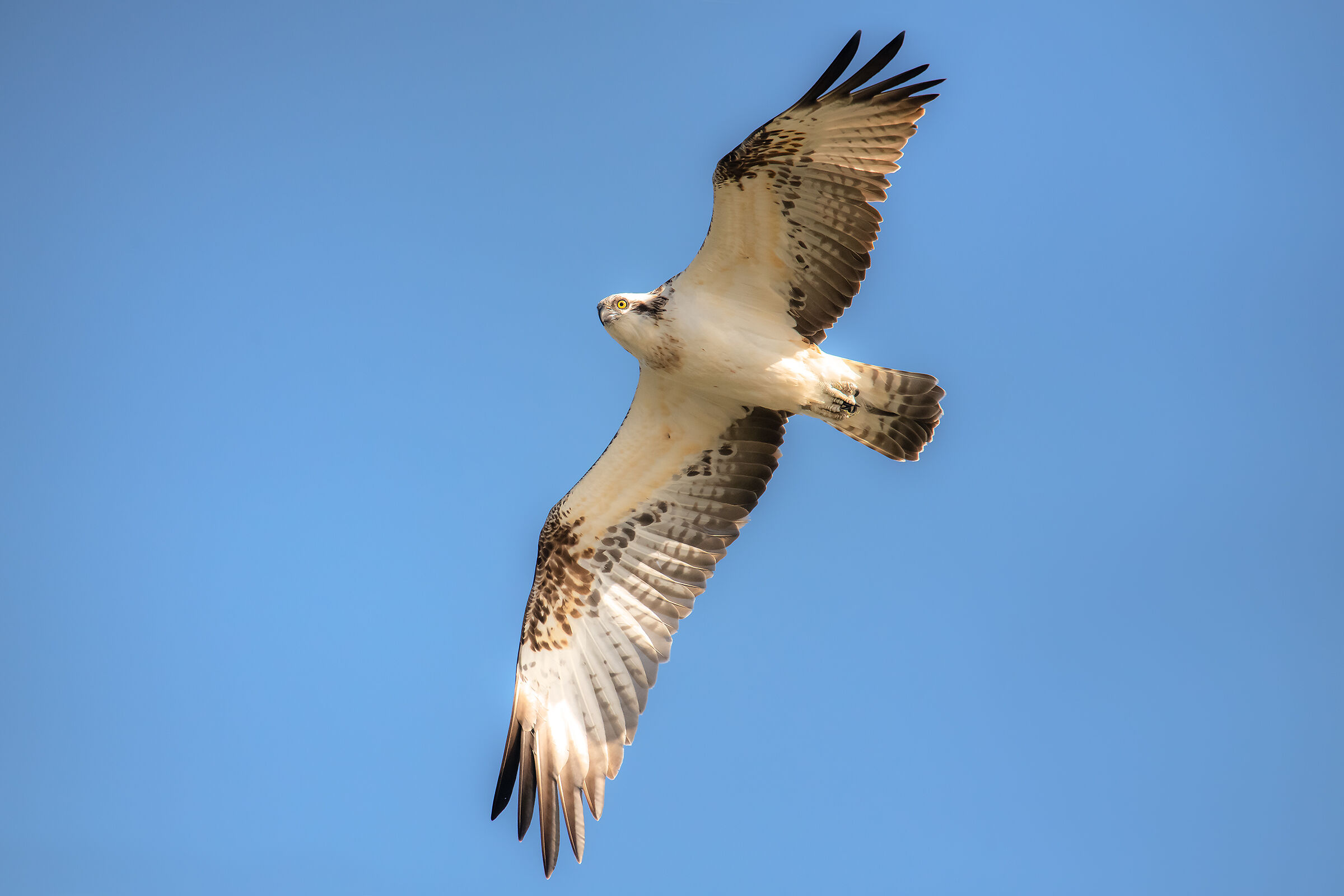 falco pescatore