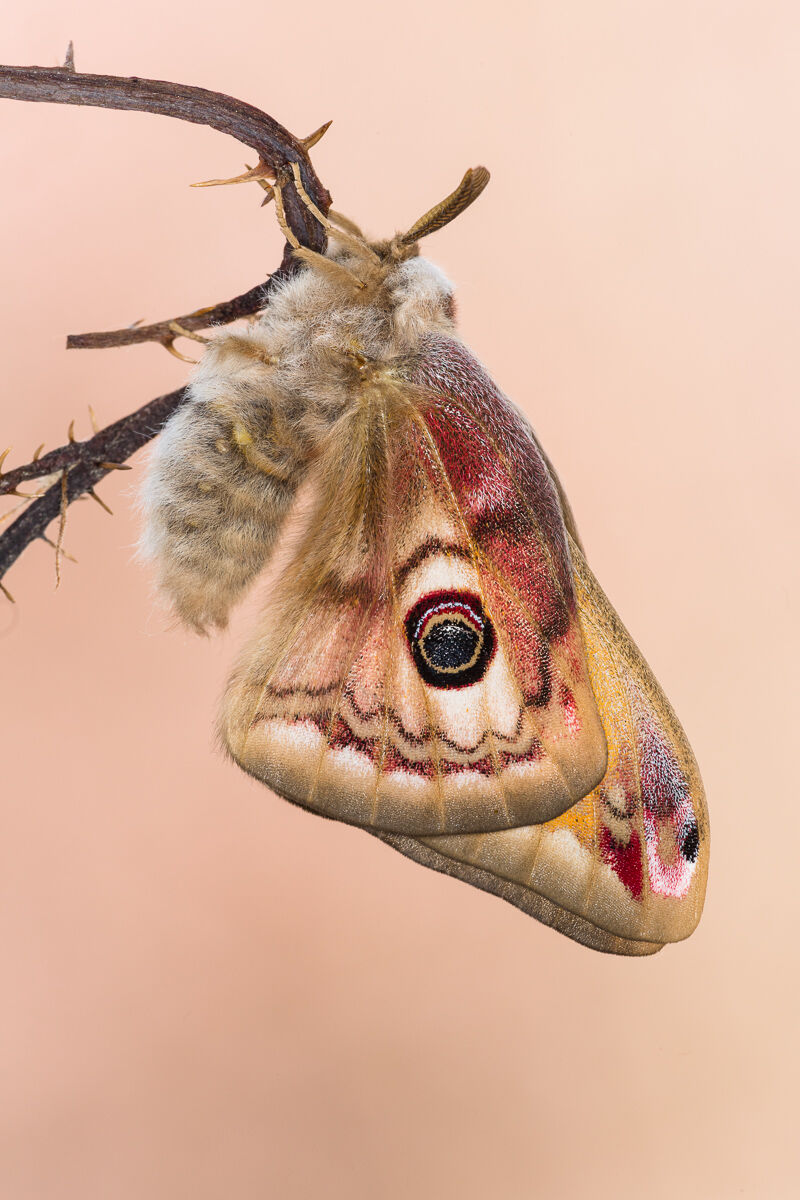 Saturnia pavoniella maschio sfarfallata da poco ...