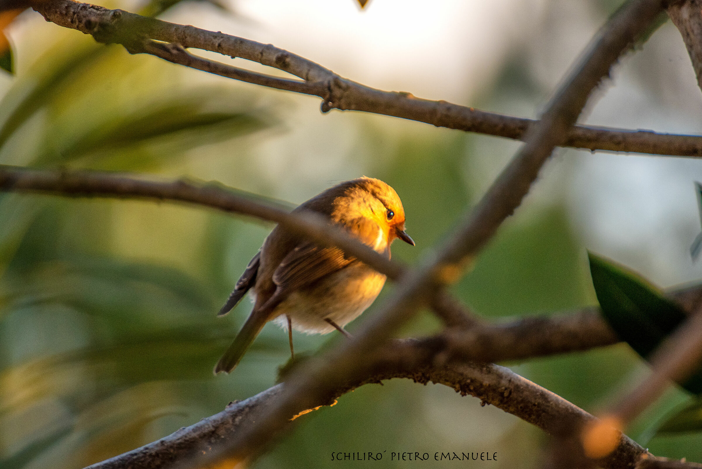 In Search of Spring - The Rebirth
