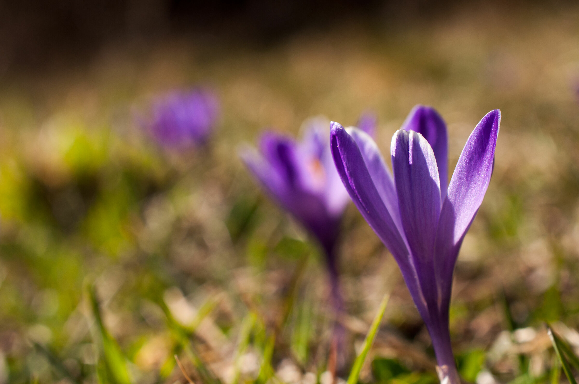 the first crocuses