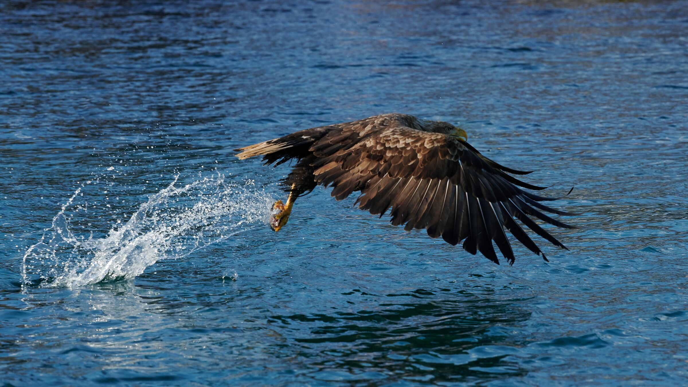 Sea Eagle - Svolvaer Norway