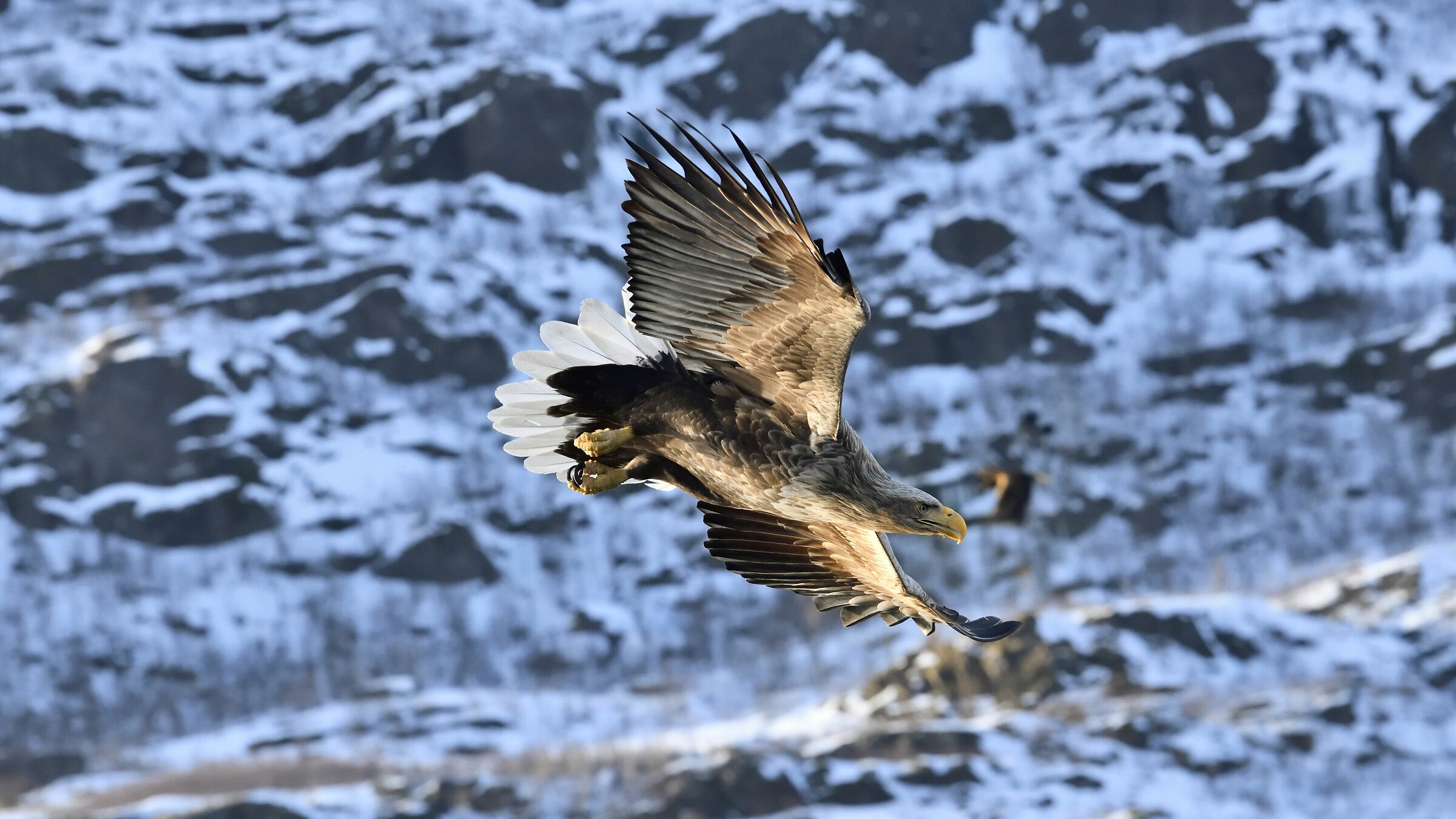 Sea Eagle - Svolvaer Norway