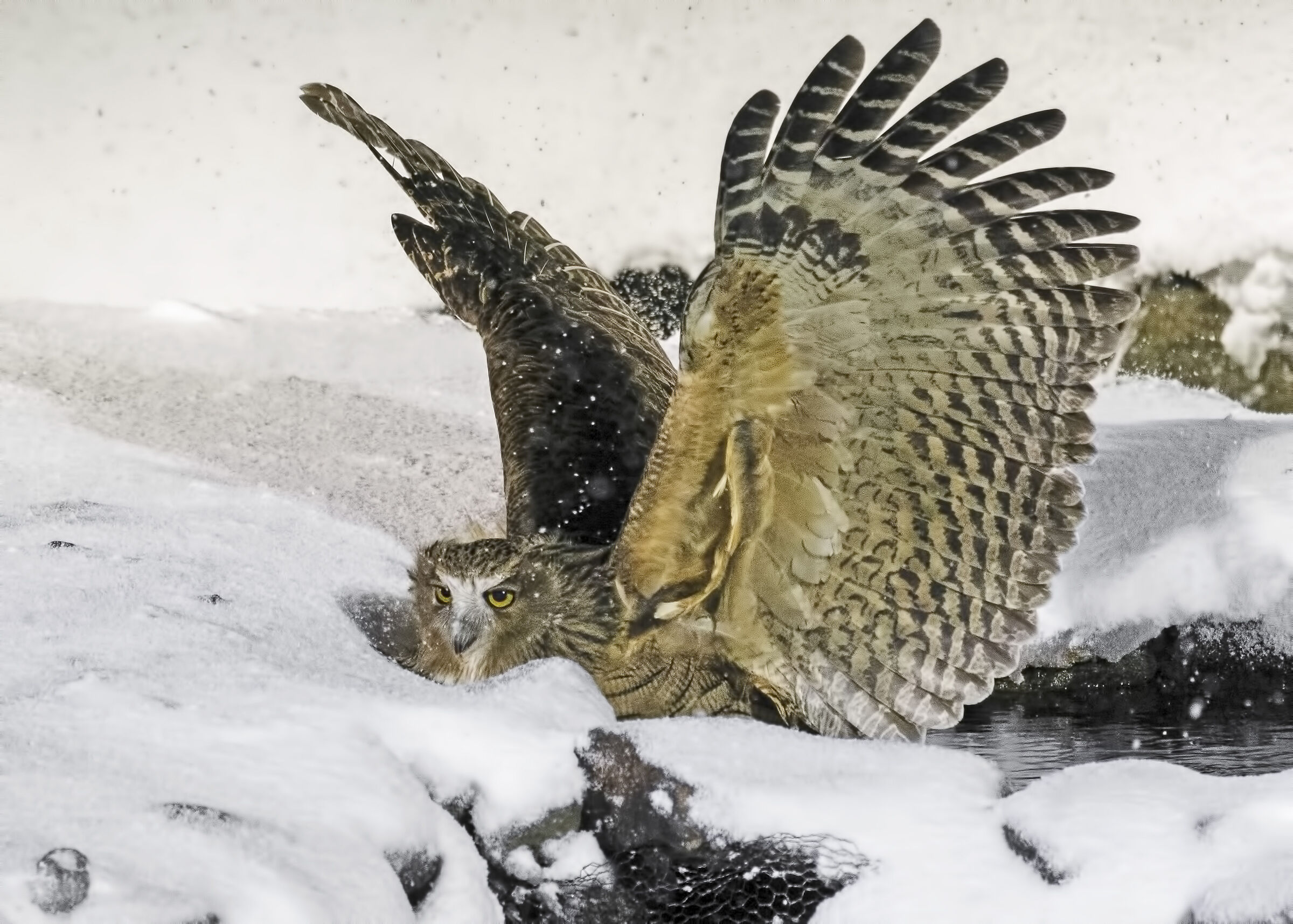 Gufo pescatore di Blakiston...a pesca sotto la nevicata