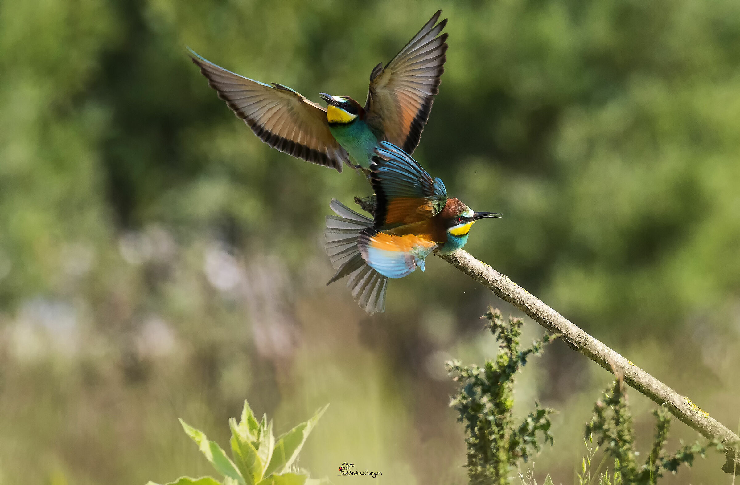 Gruccioni litigiosi....