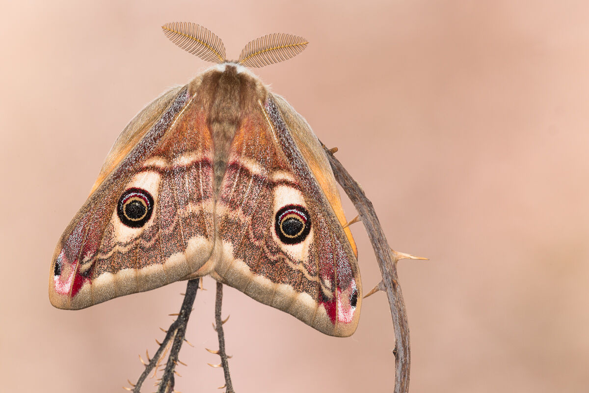 Saturnia pavoniella maschio sfarfallata da poco ...