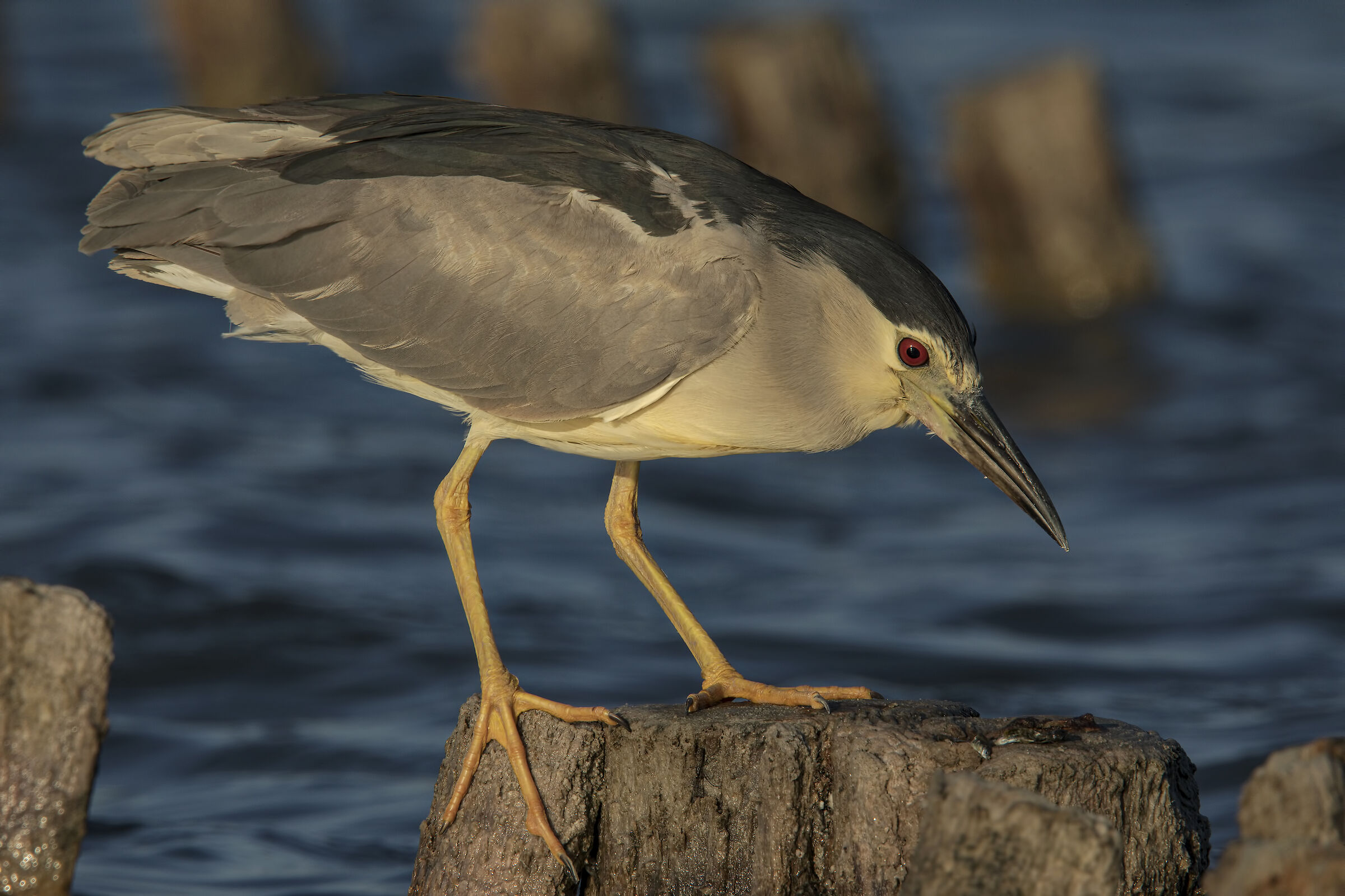 nitticora (nycticorax nycticorax)