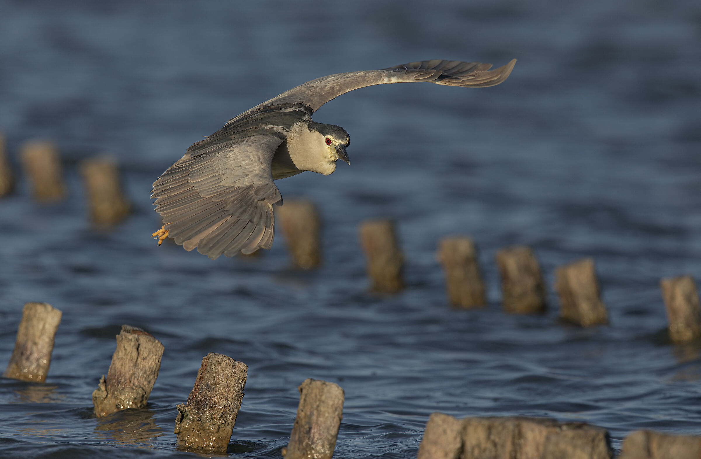 nitticora (nycticorax nycticorax)
