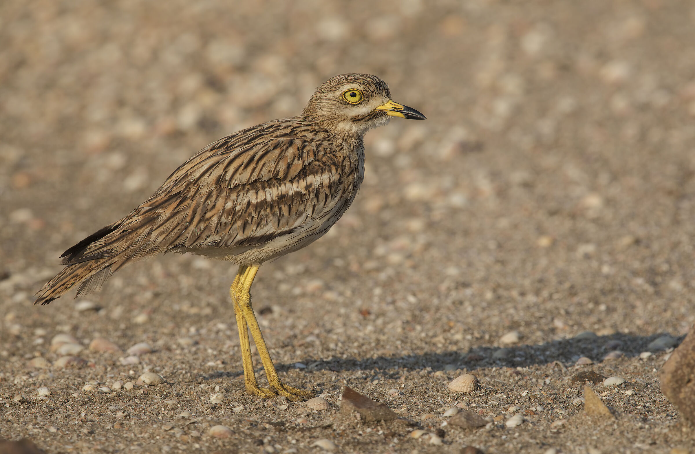 occhione (burhinus oedicnemus)