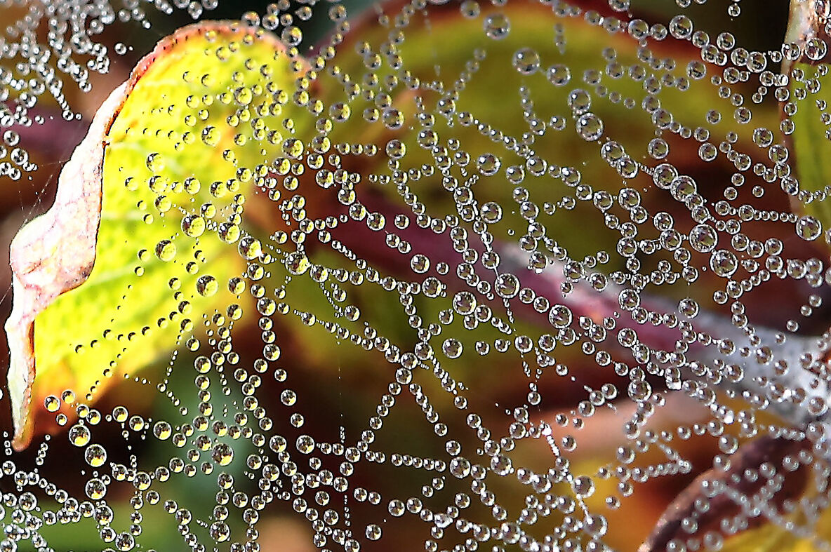 rugiada: un  universo di goccioline a