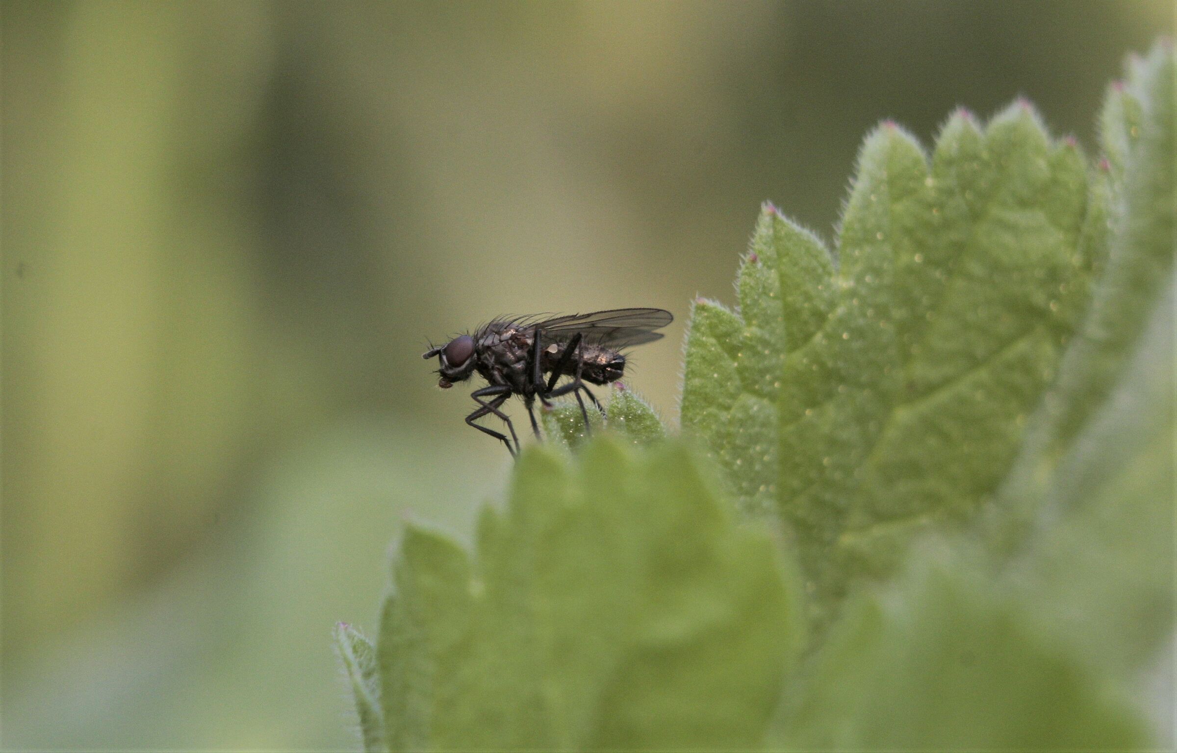 macro fly