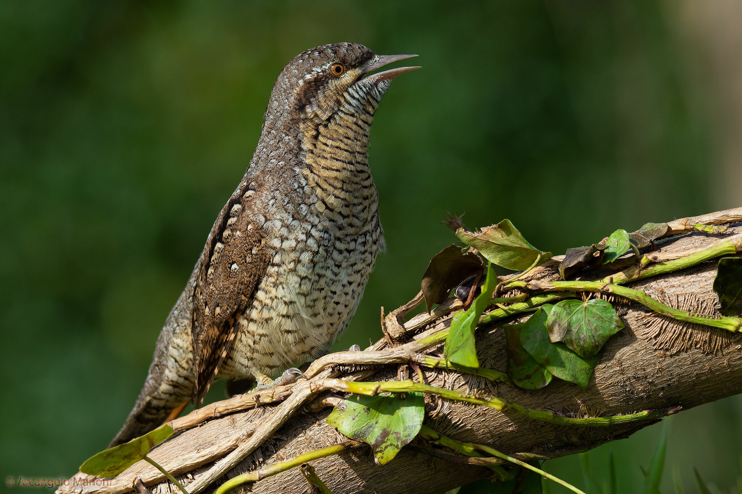 Torcicollo che canta