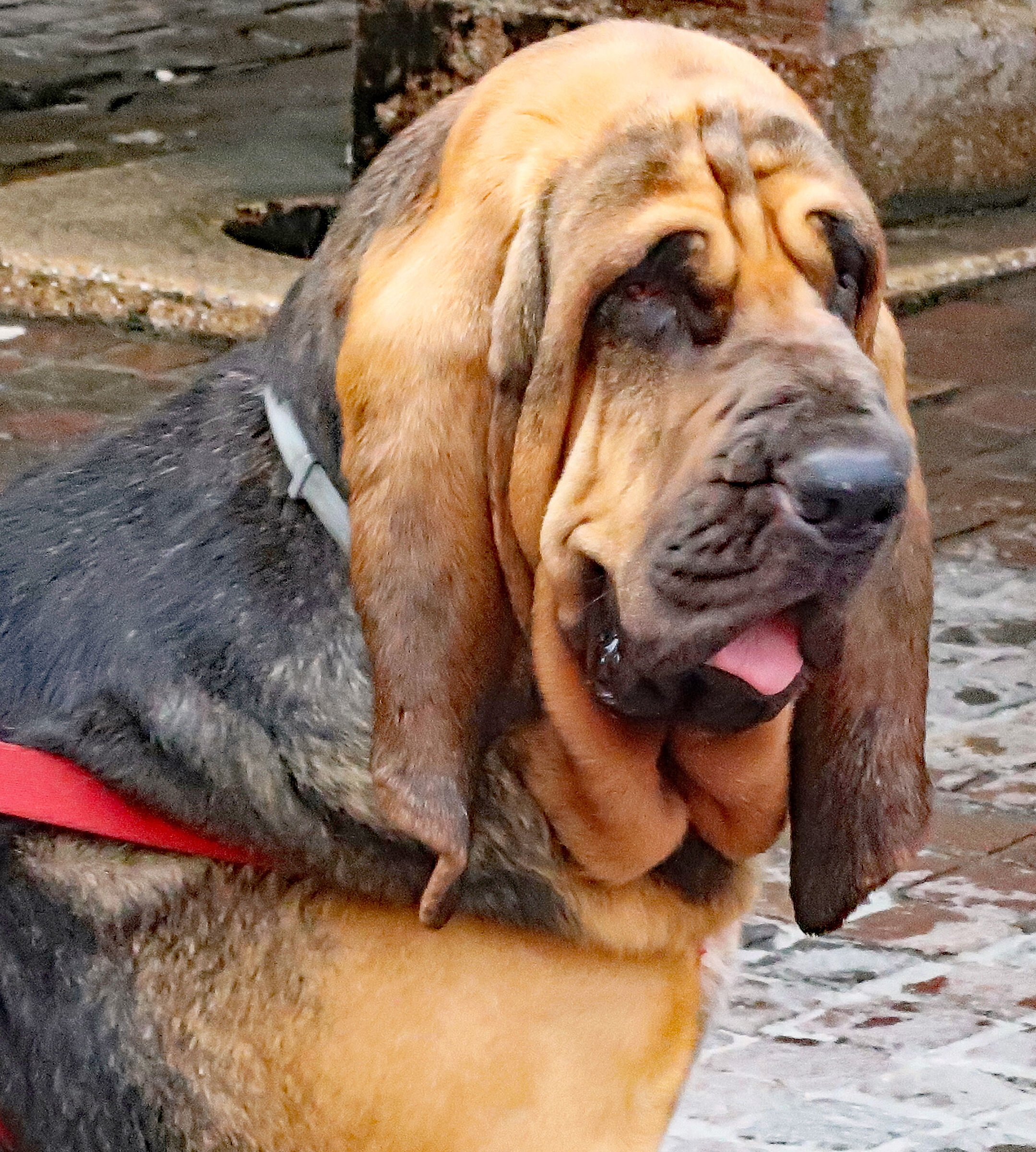 Basset hound non più nel fiore degli anni ...