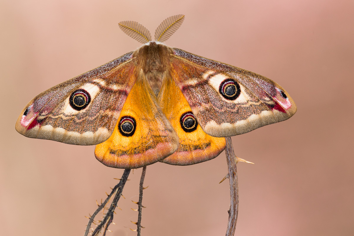 Saturnia pavoniella maschio sfarfallata da poco ...