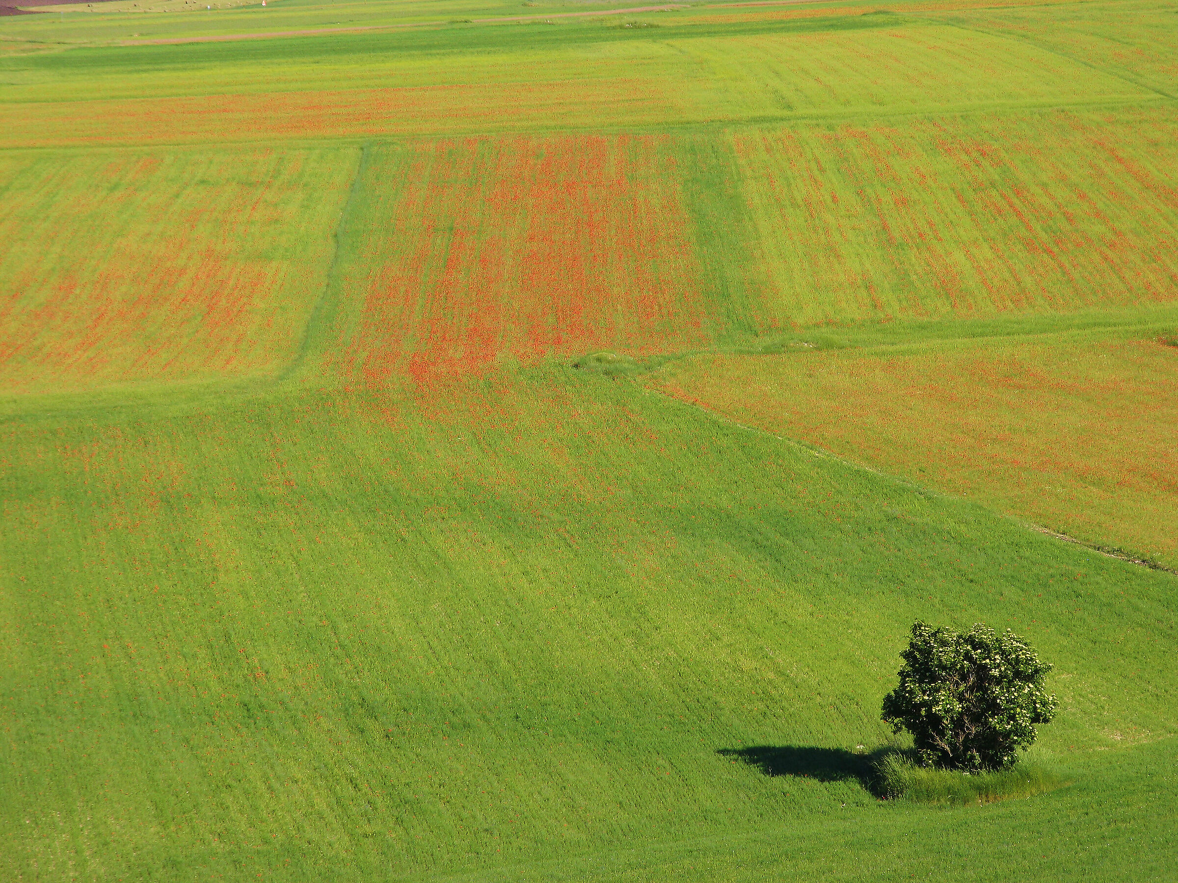 Castelluccio 2012: the lonely tree