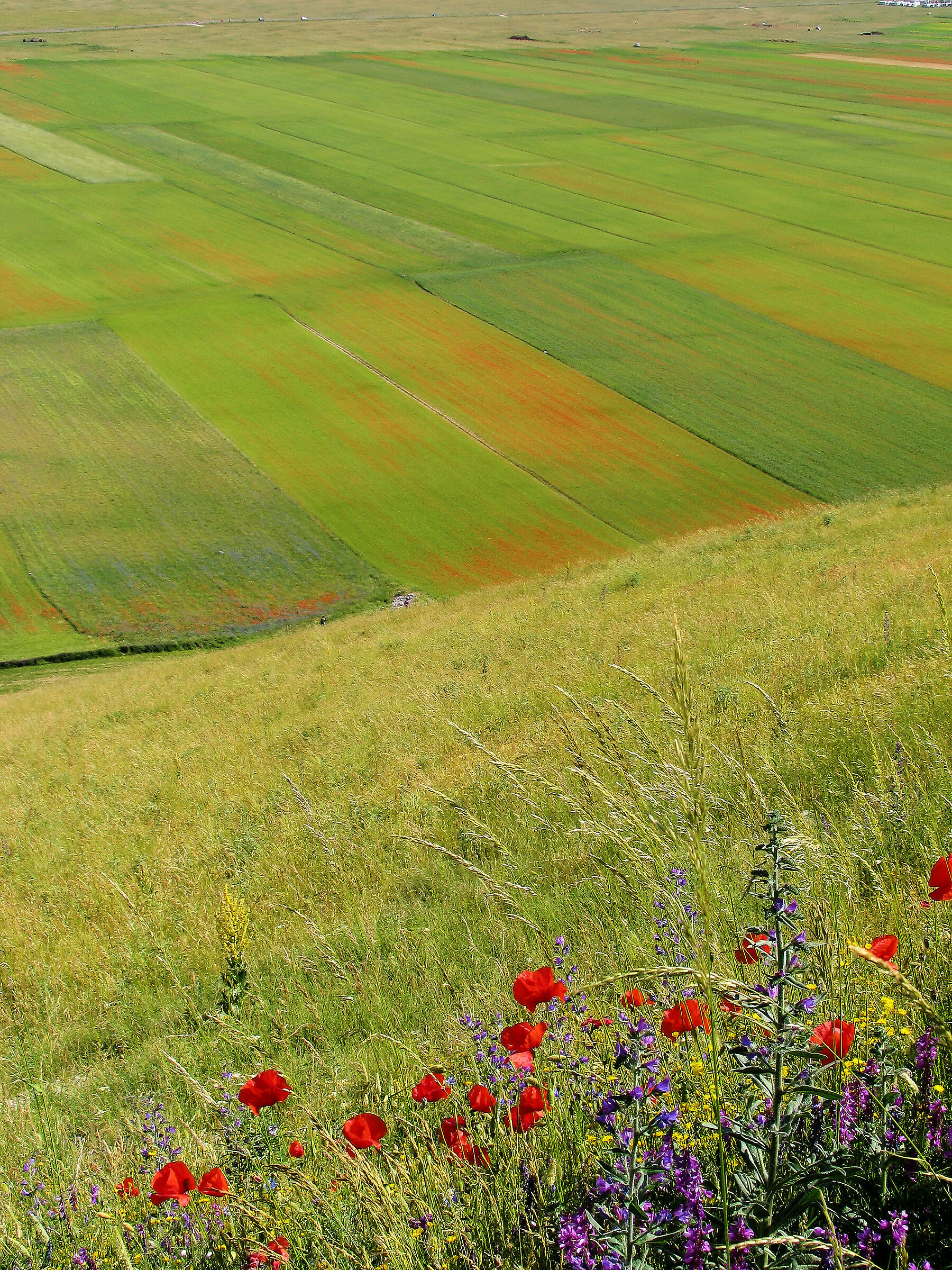 Castelluccio 2012: and the shipwreck is sweet to me...