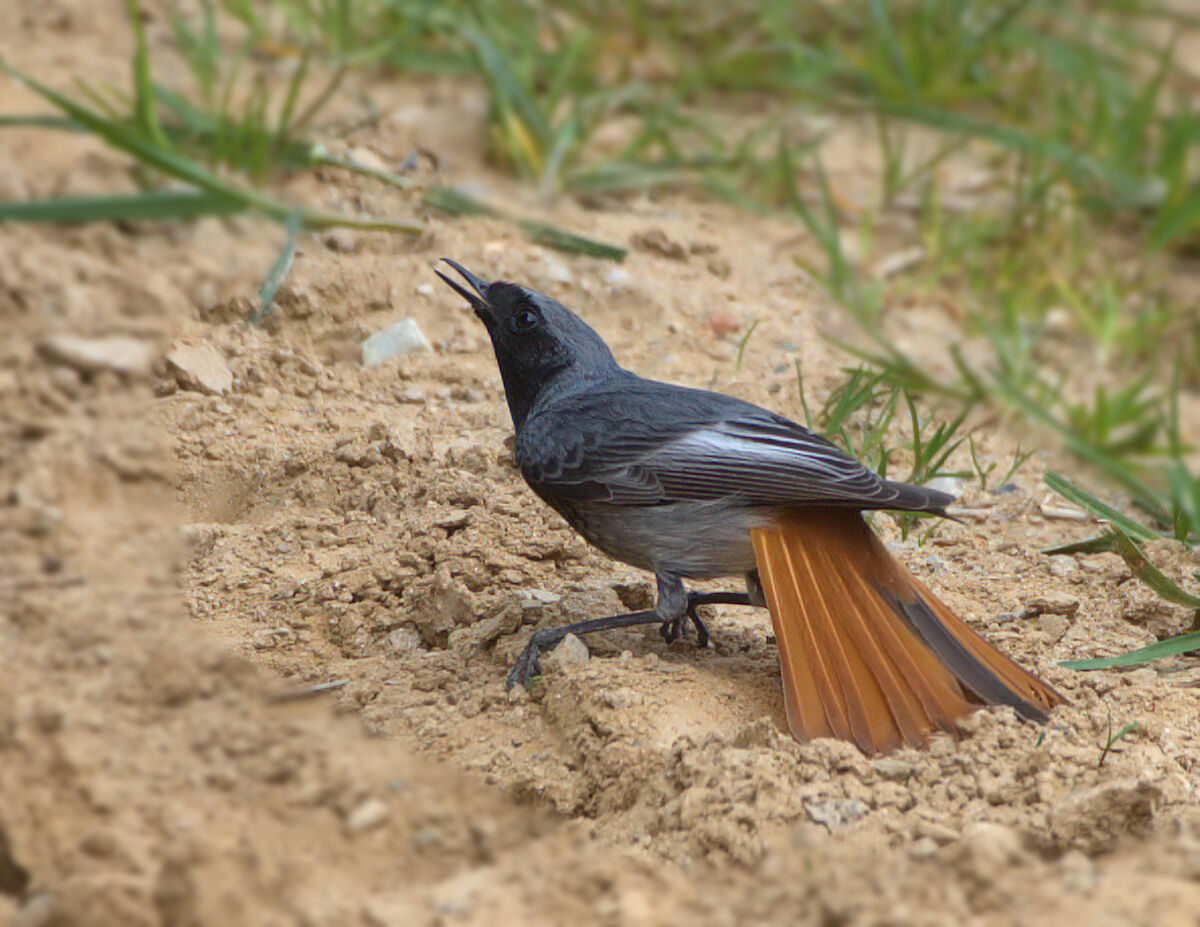 the courtship of the codirosso chimney sweep