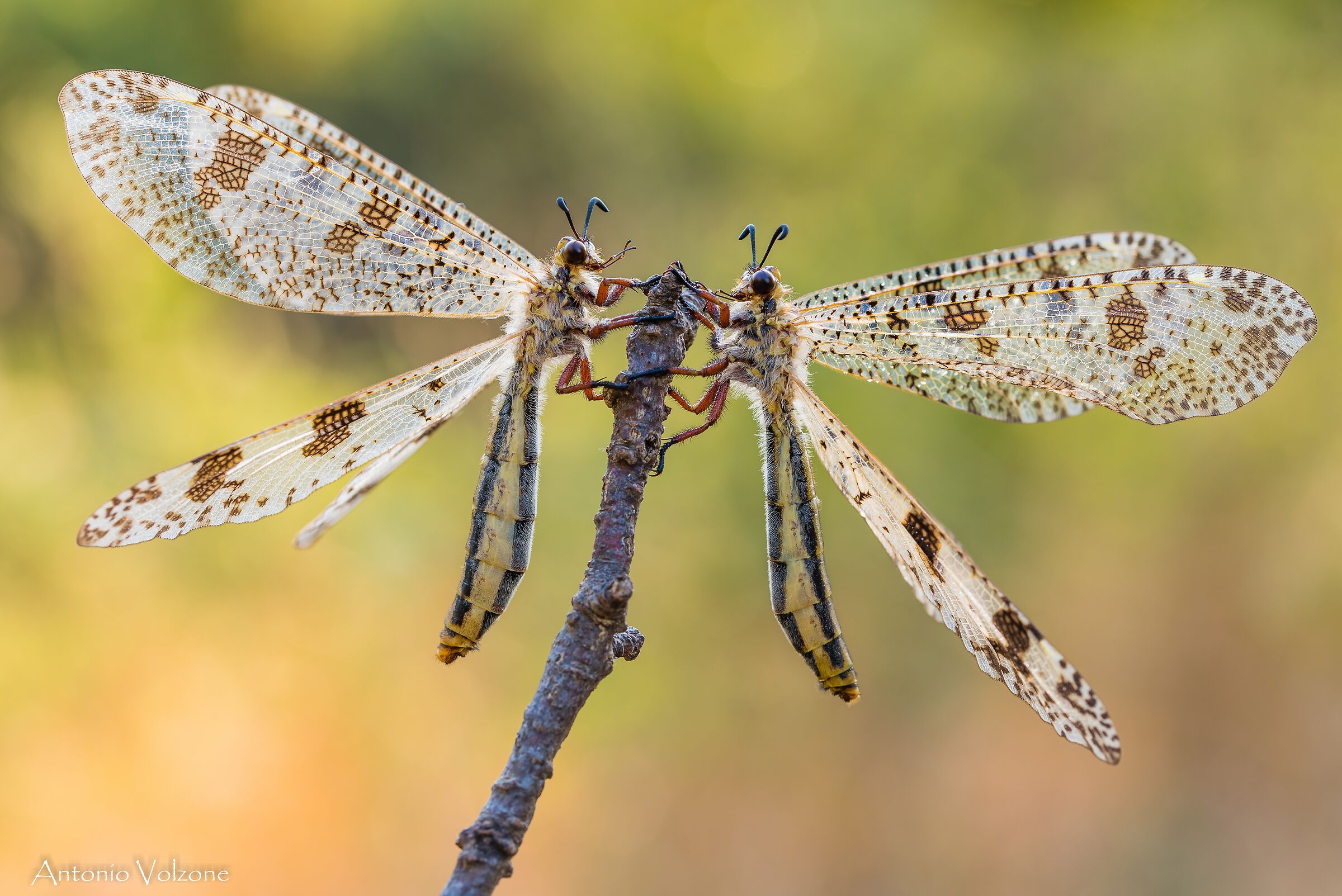 Palpares libelluloides