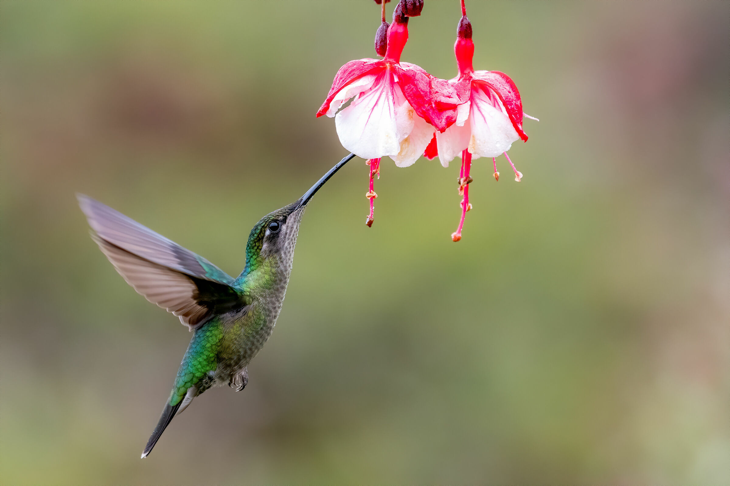 Talamanca hummingbird