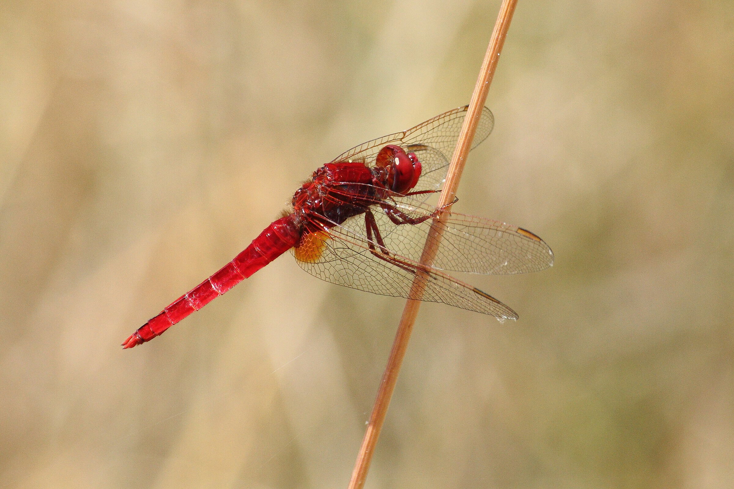 Dragonfly