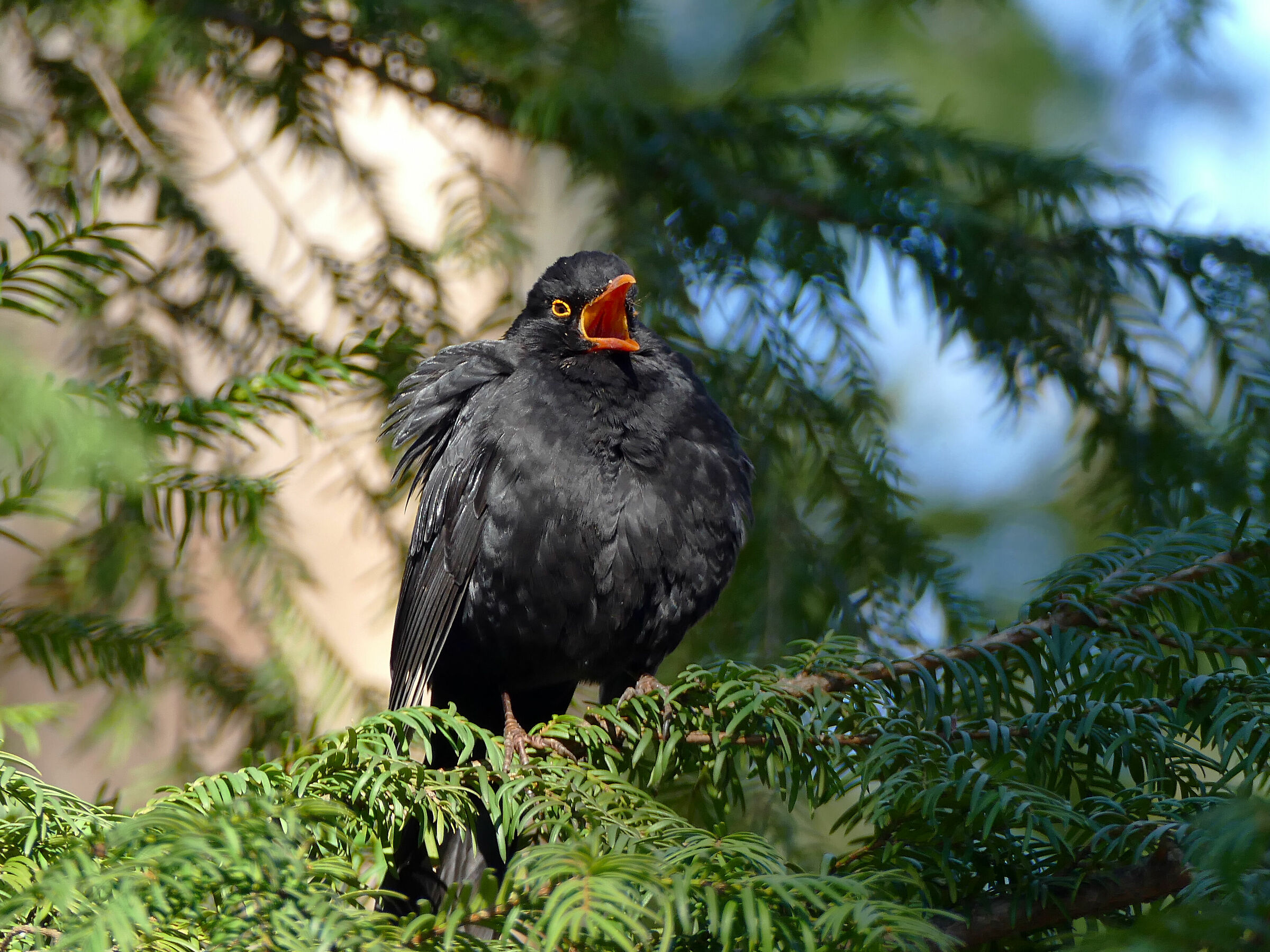 Blackbird - maschio (Turdus merula)