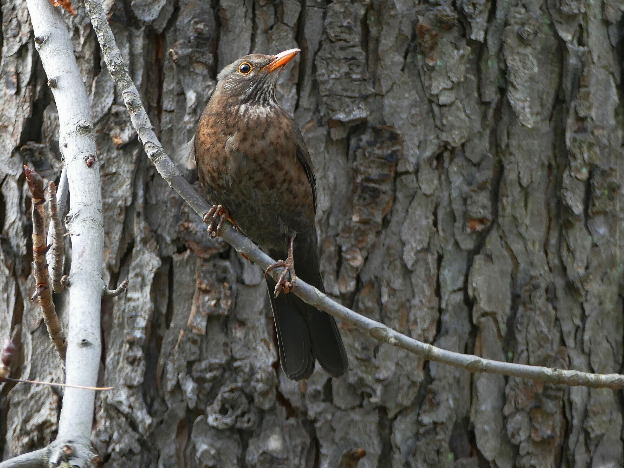 Merlo - femmina (Turdus merula)