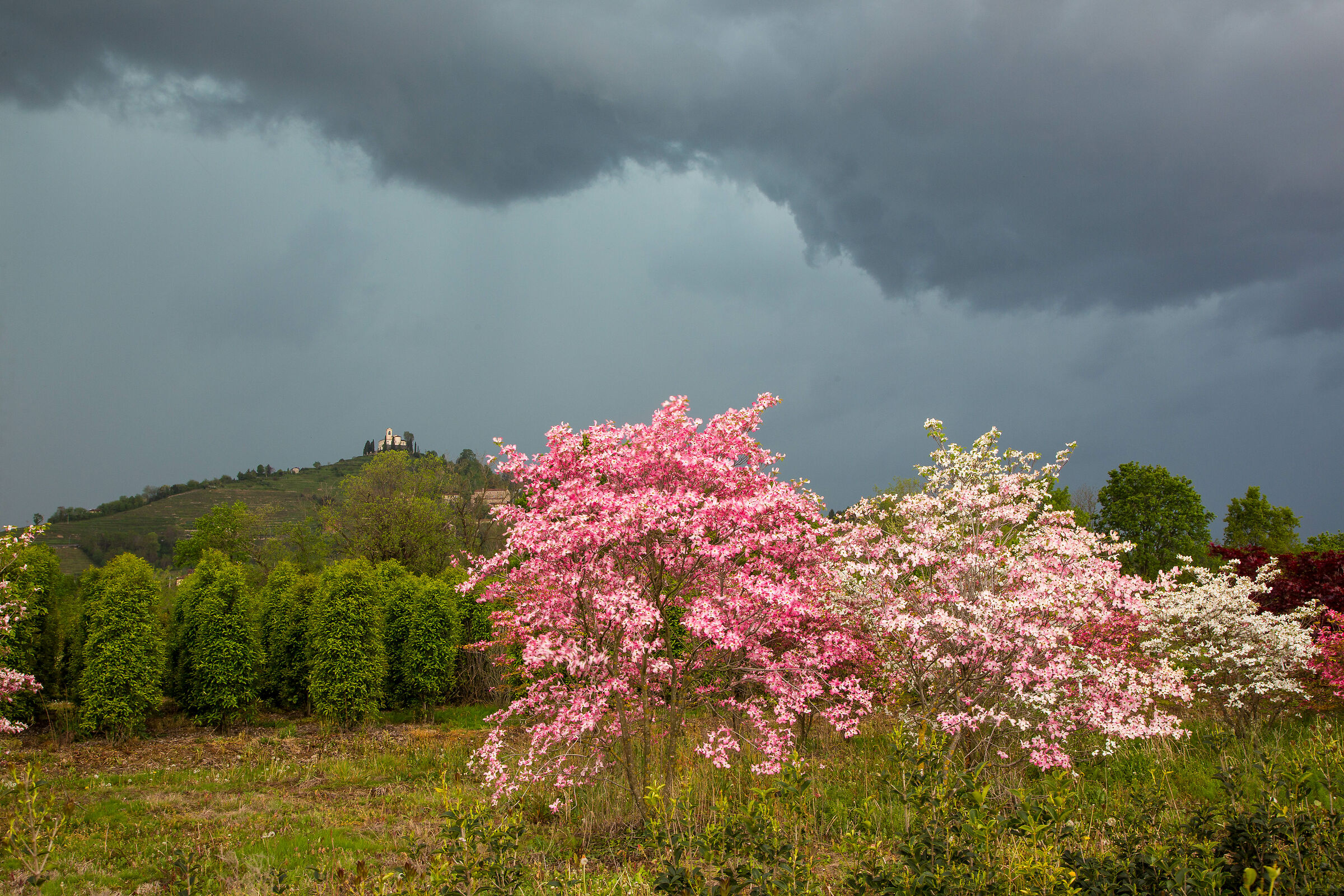 Bentornata primavera!