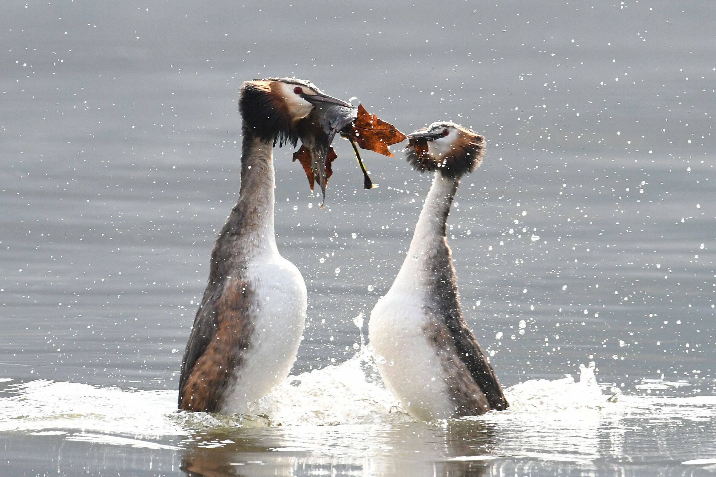 Grebes