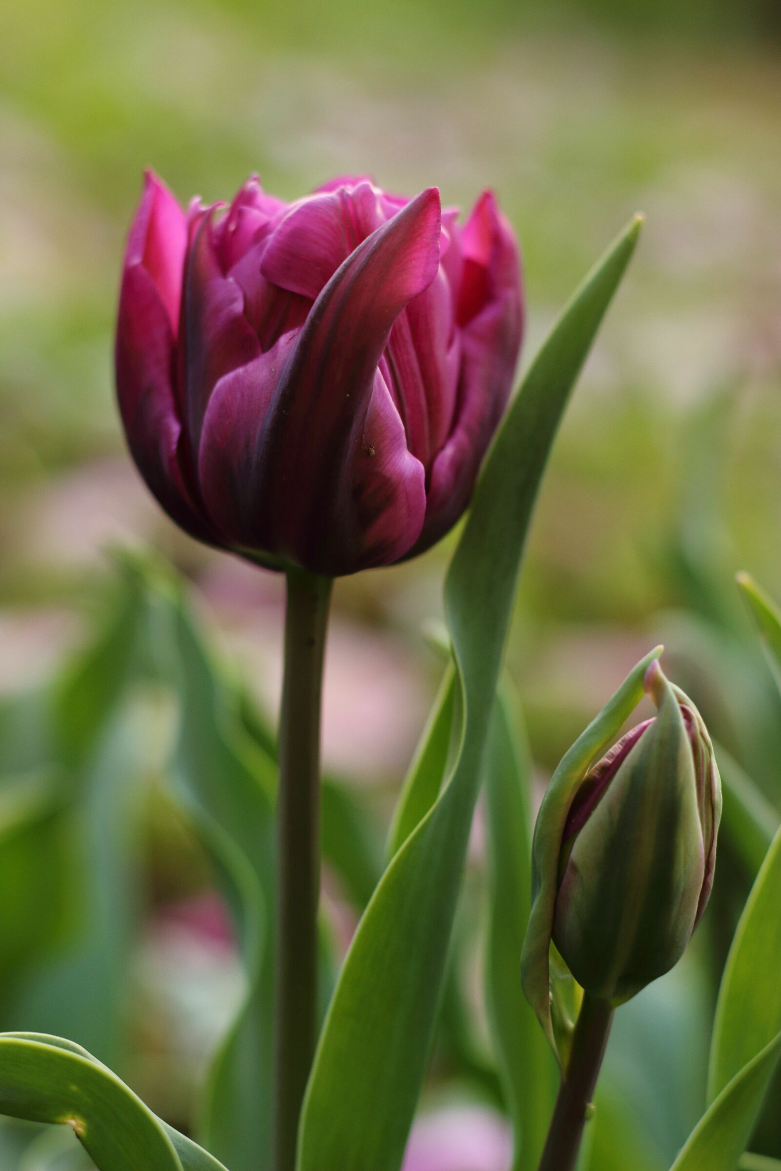 Tulipani