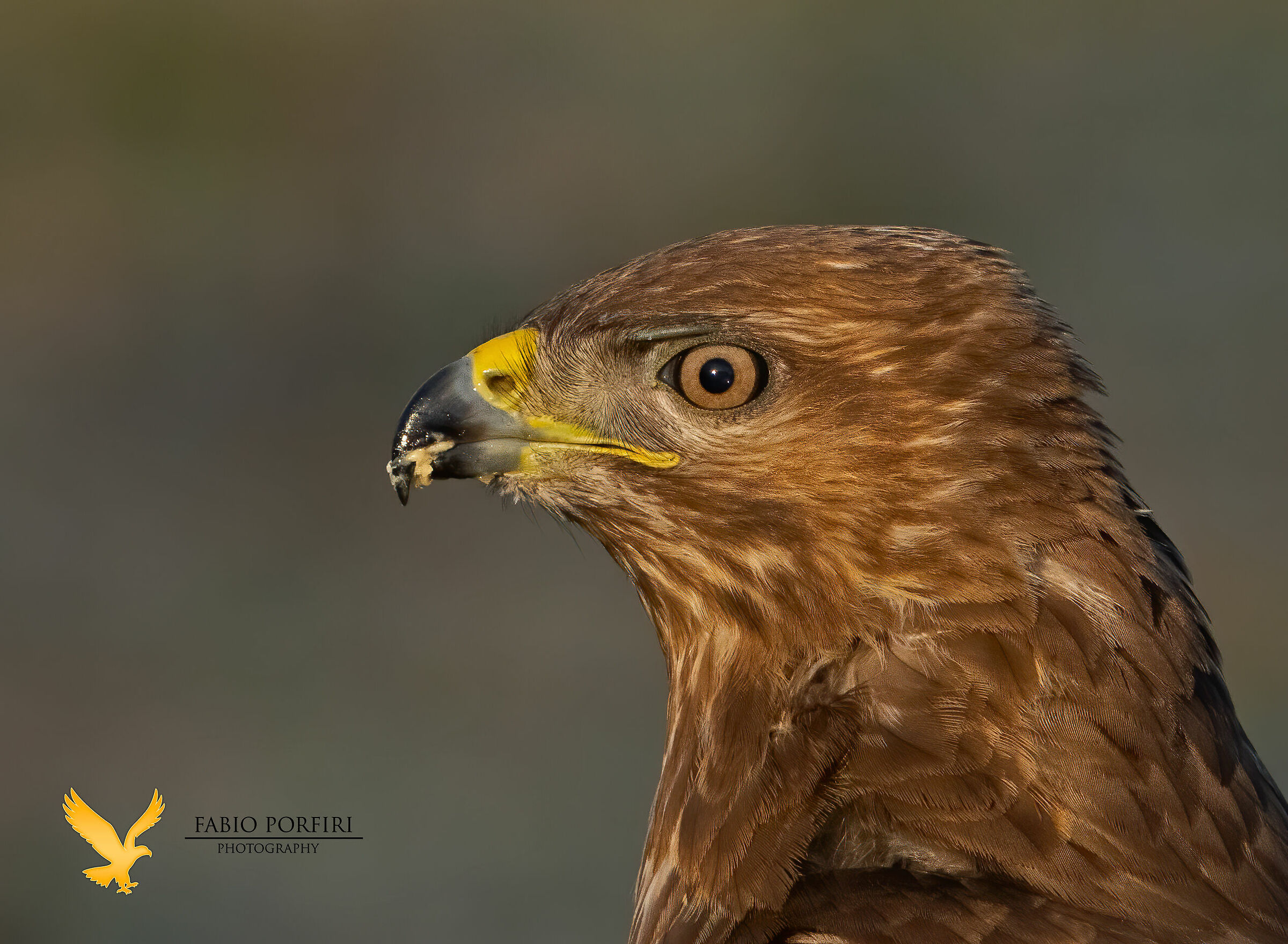 portrait buzzard