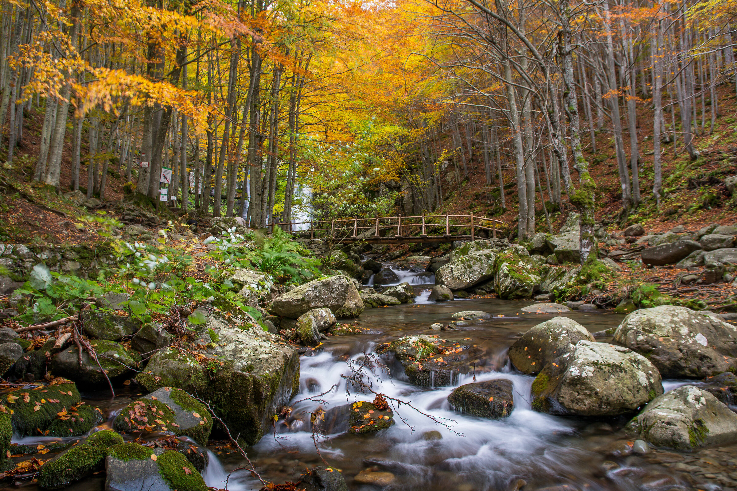 Semplicemente Autunno