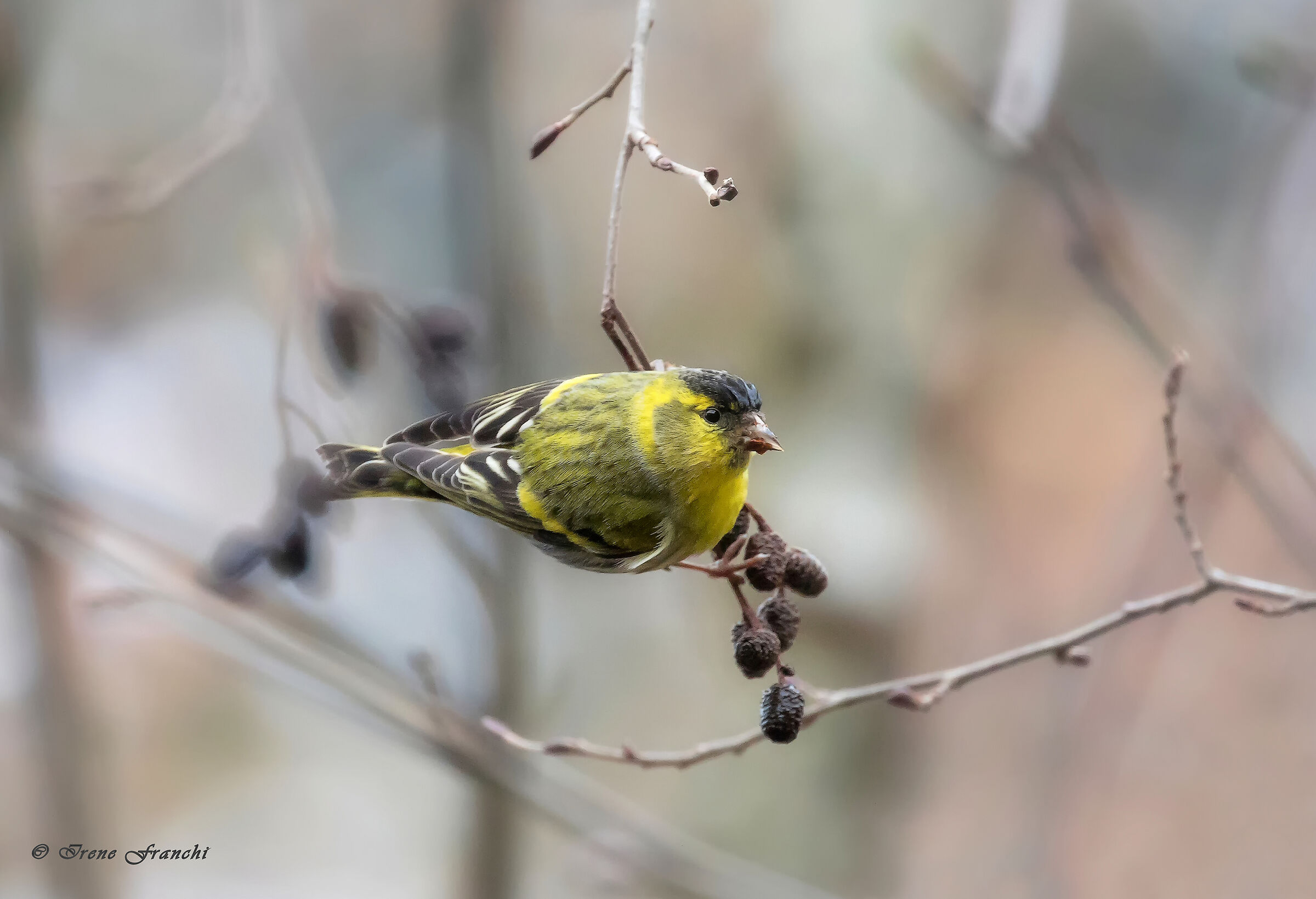 Lucherino (Carduelis Spinus)