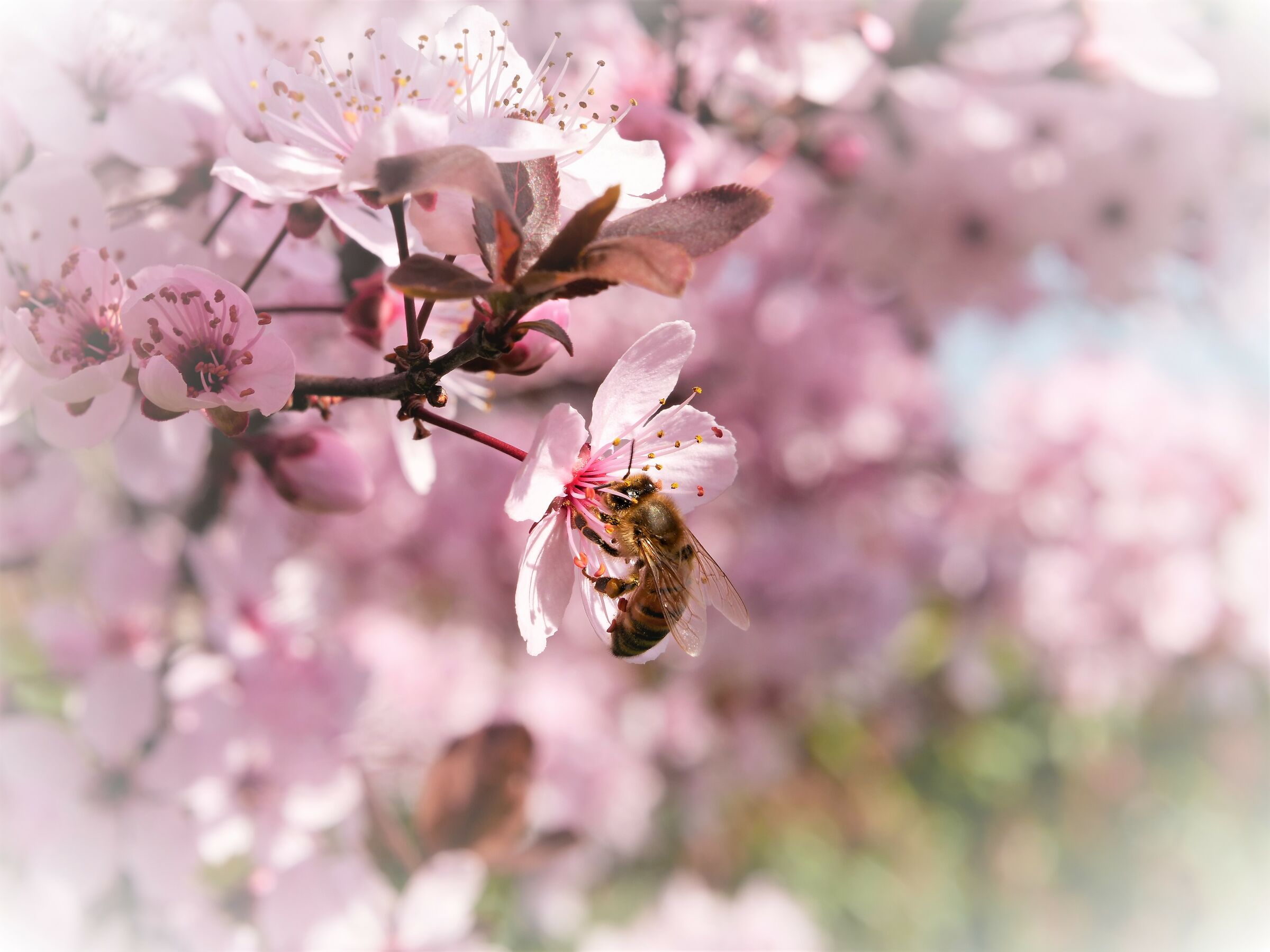 bee on prunus
