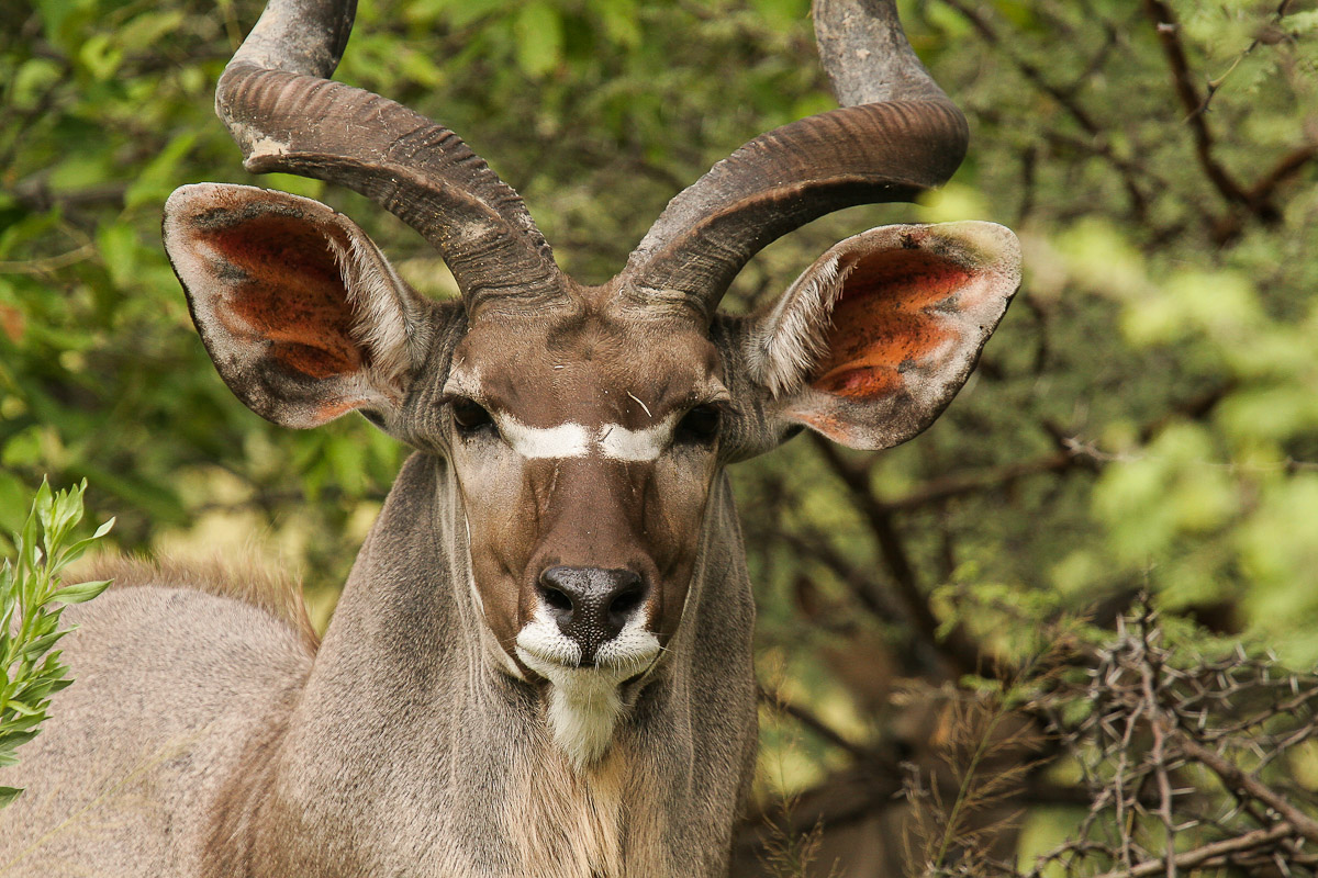 kudu