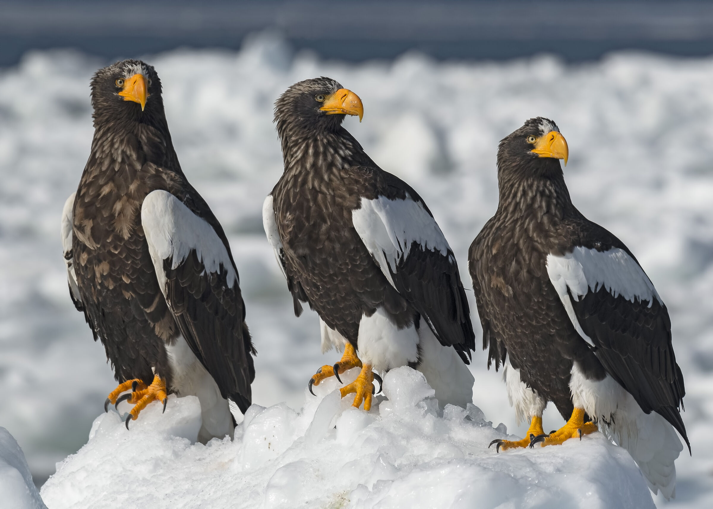Aquila di mare di Steller, il trio