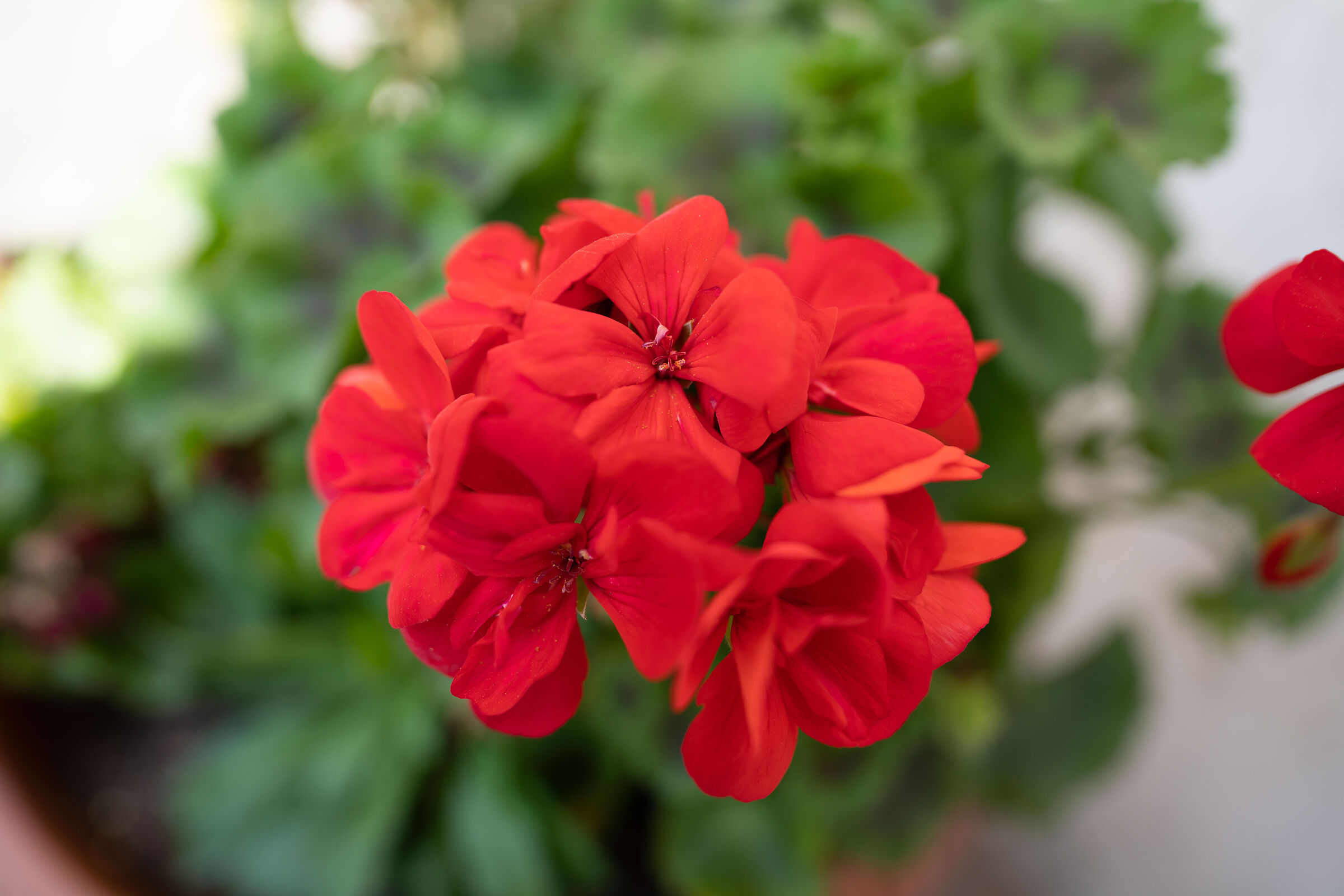 sony 20mm f1.8 g - sel20f18g - f1.8