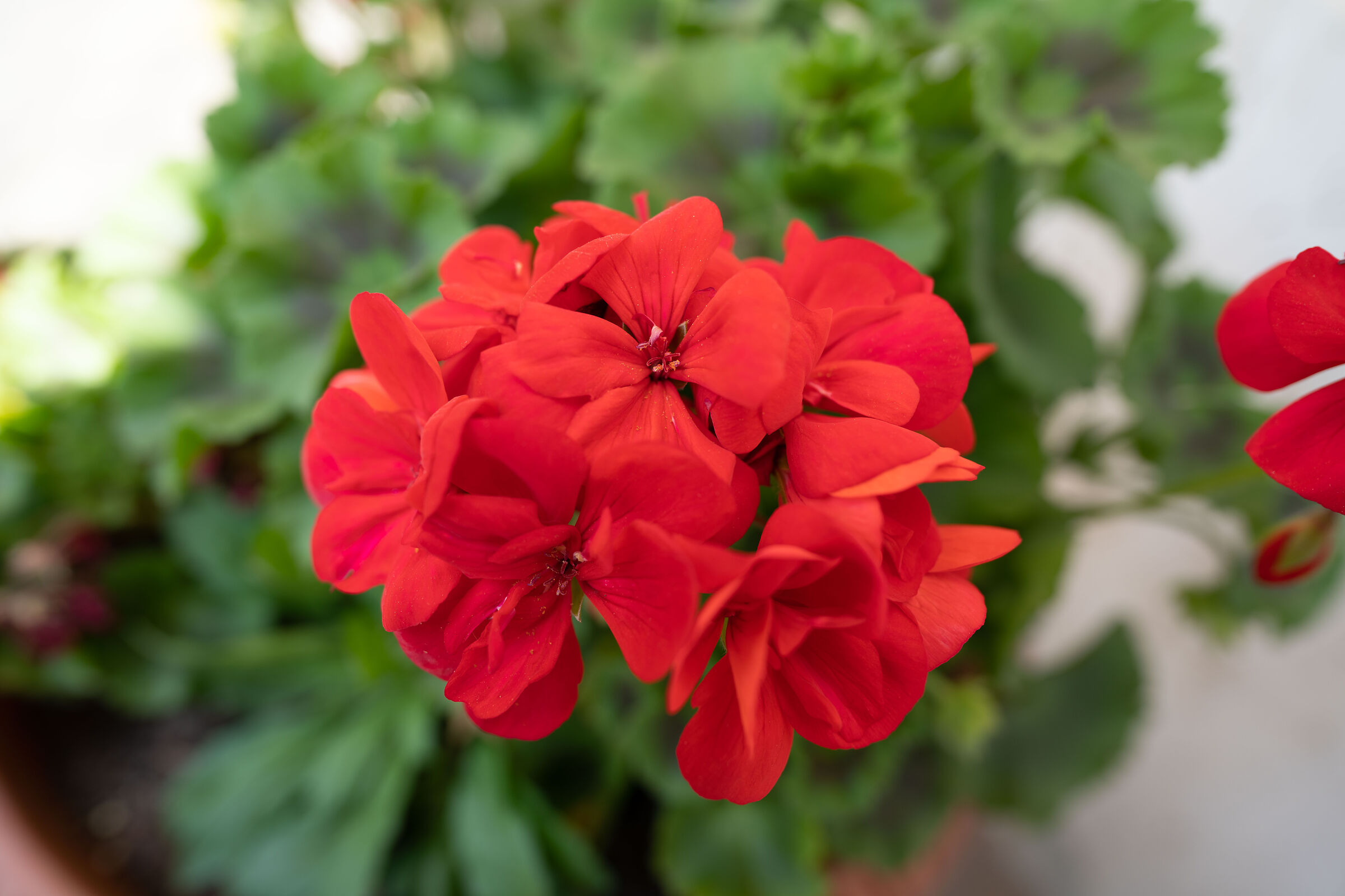 sony 20mm f1.8 g - sel20f18g - f2.8