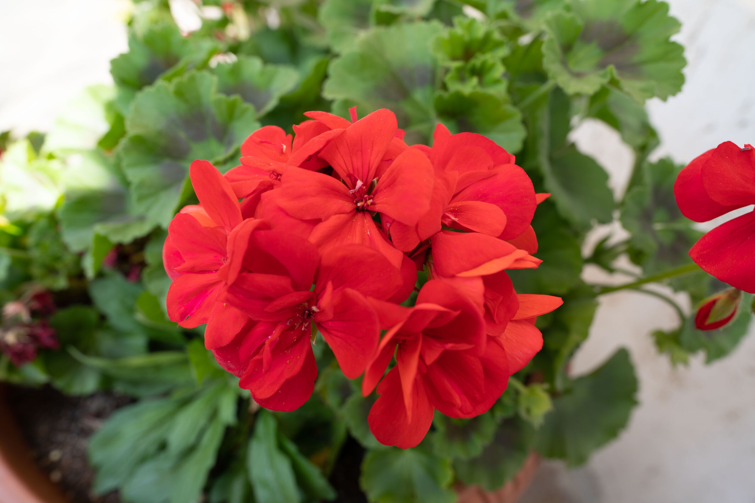 sony 20mm f1.8 g - sel20f18g - f5.6