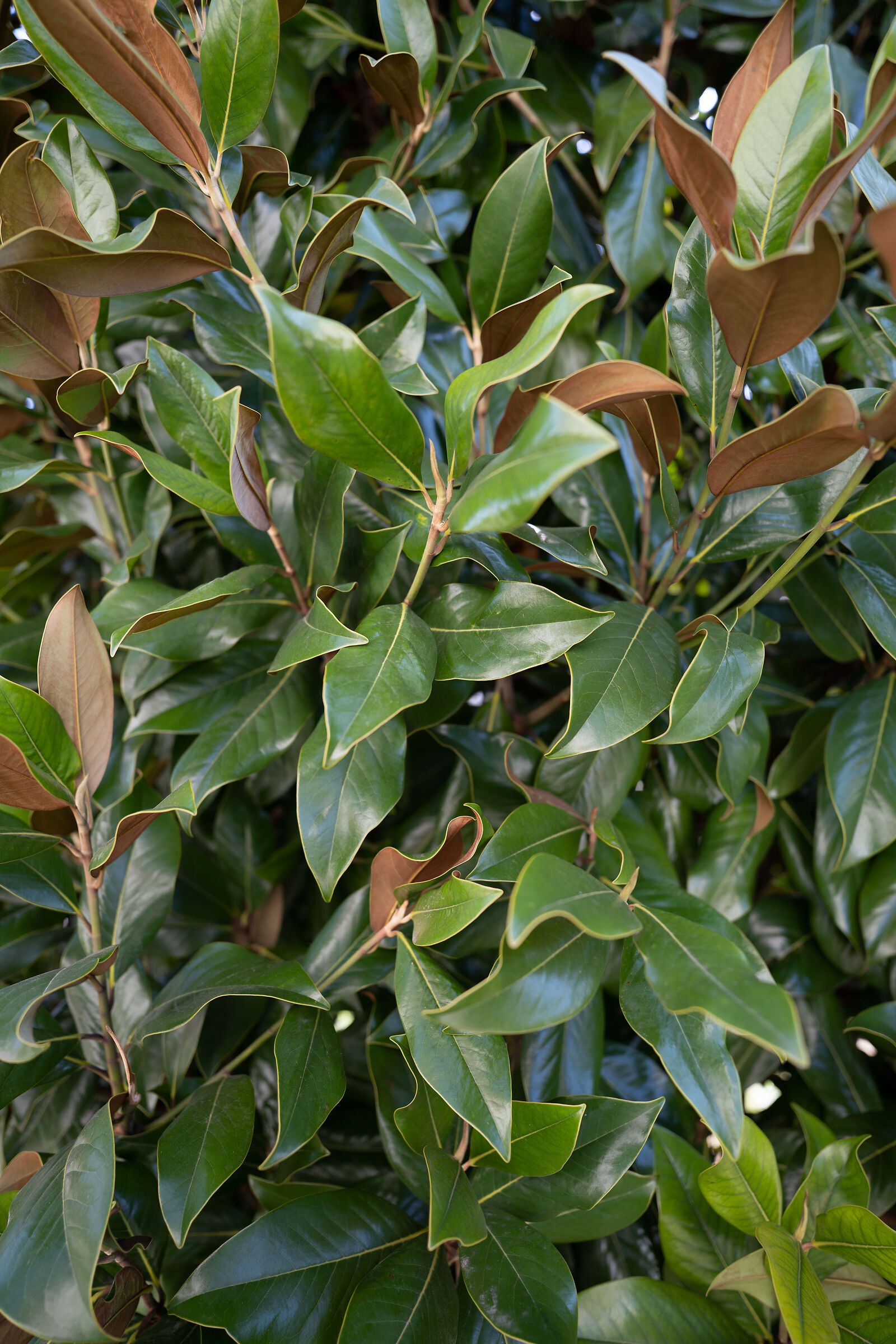 sony 20mm f1.8 g - sel20f18g - f1.8